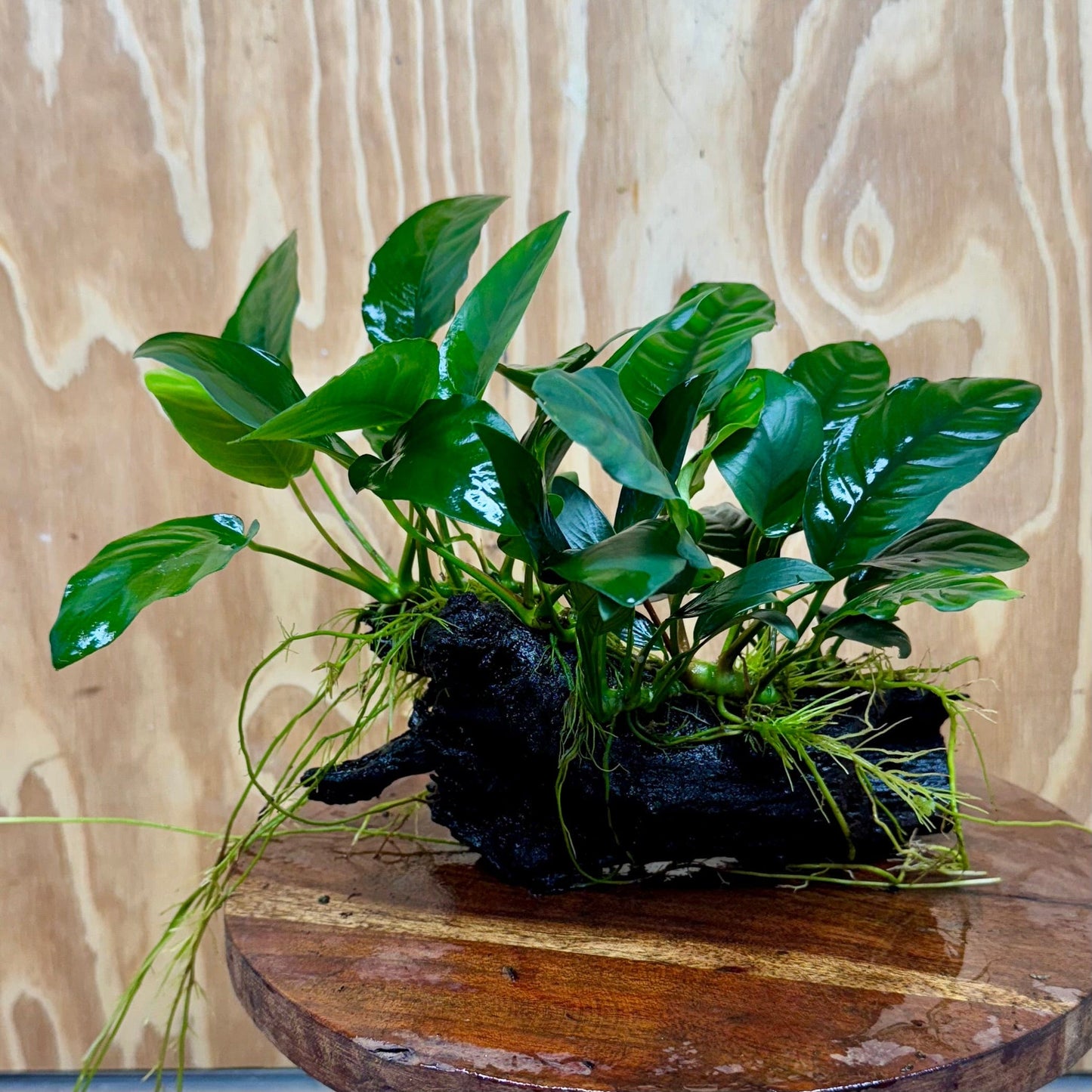 Pisces Enterprises One Only Nano Rainforest Driftwood Creation - One Only - Beautiful Nano Rainforest Driftwood Creation - One Only - Beautiful