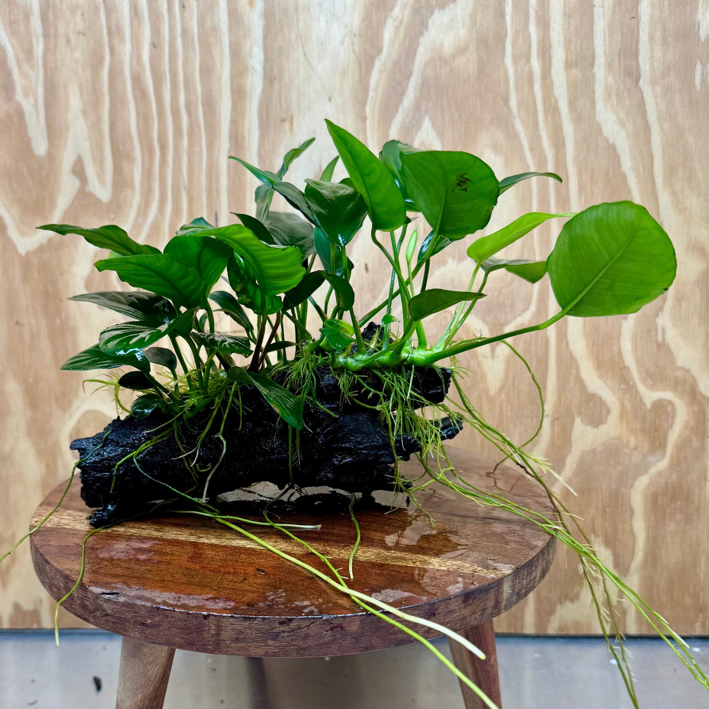 Pisces Enterprises One Only Nano Rainforest Driftwood Creation - One Only - Beautiful Nano Rainforest Driftwood Creation - One Only - Beautiful