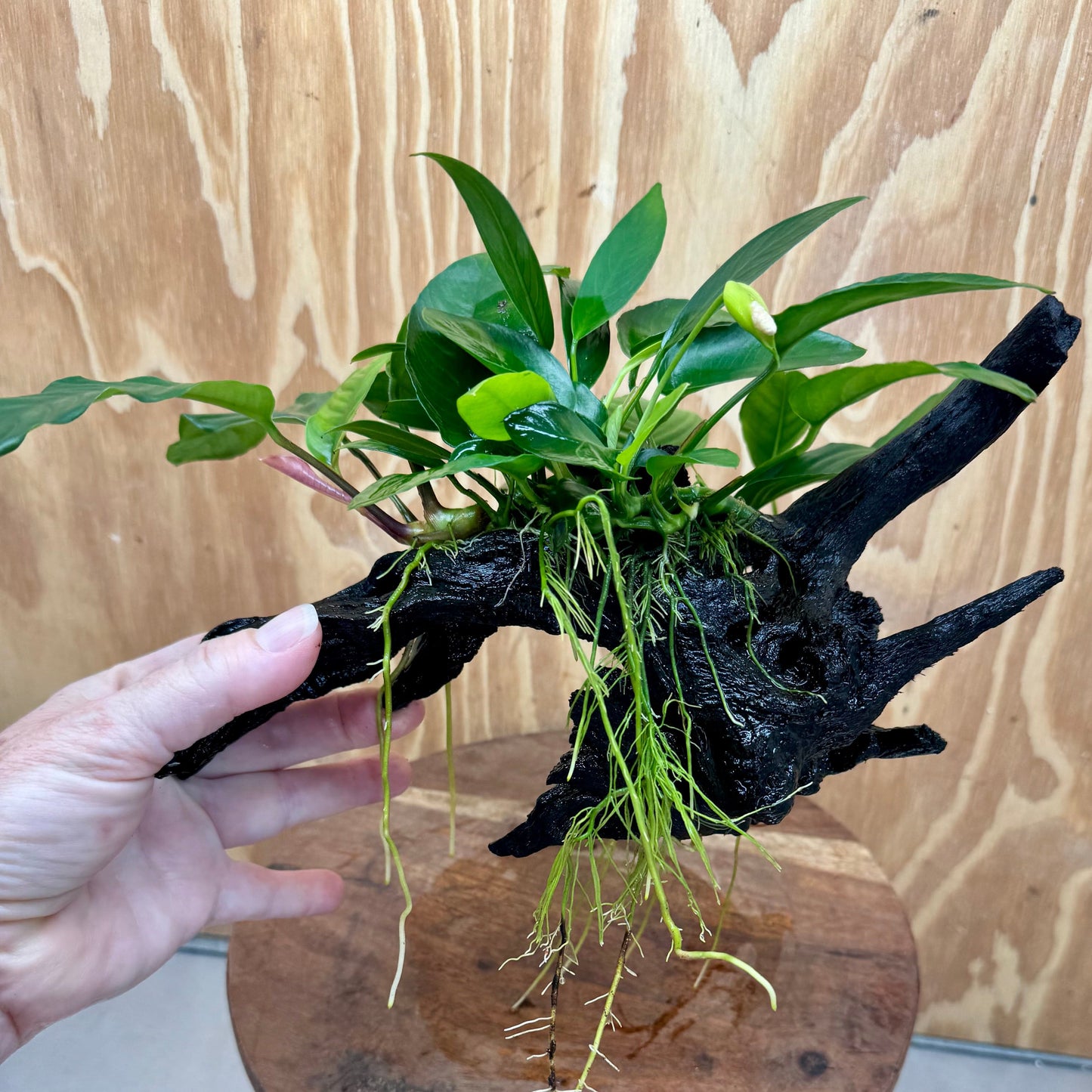 Pisces Enterprises One Only Nano Rainforest Driftwood Creation - One Only - Beautiful Nano Rainforest Driftwood Creation - One Only - Beautiful