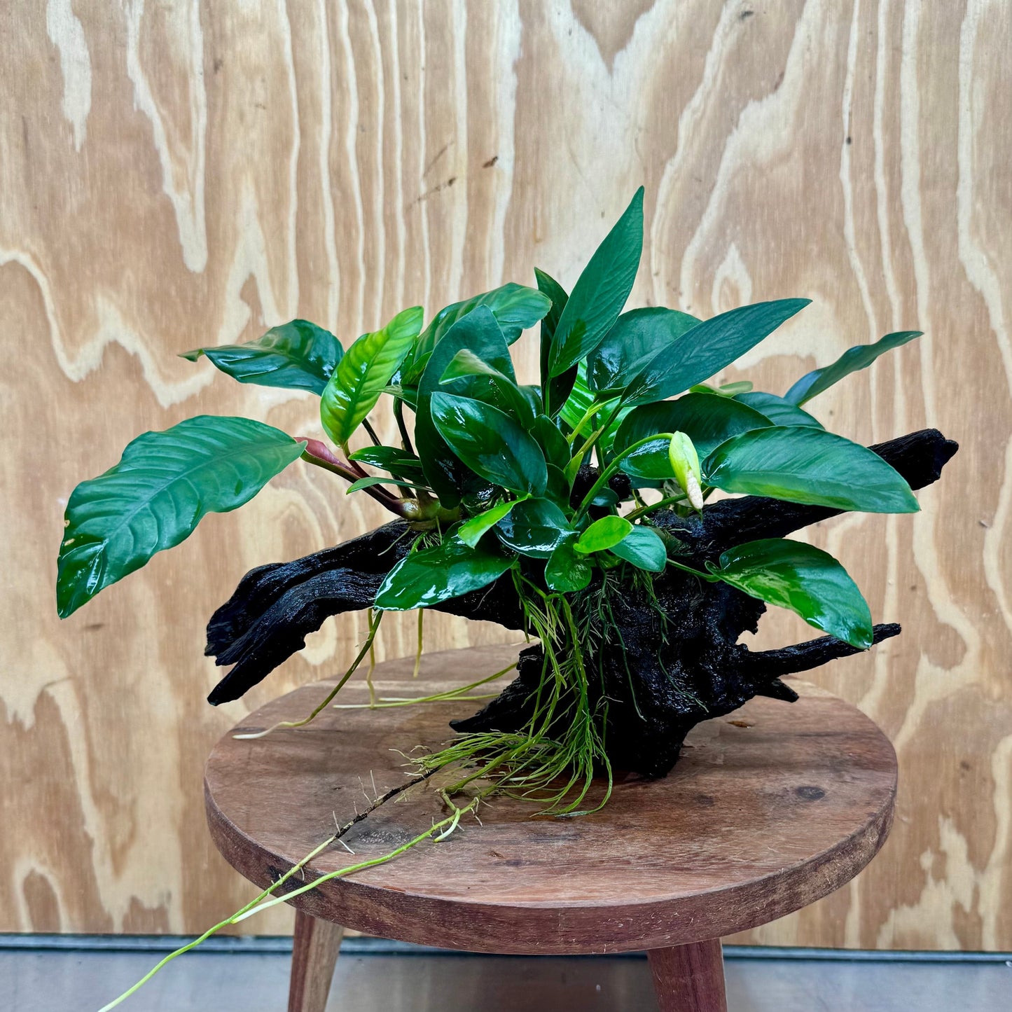 Pisces Enterprises One Only Nano Rainforest Driftwood Creation - One Only - Beautiful Nano Rainforest Driftwood Creation - One Only - Beautiful