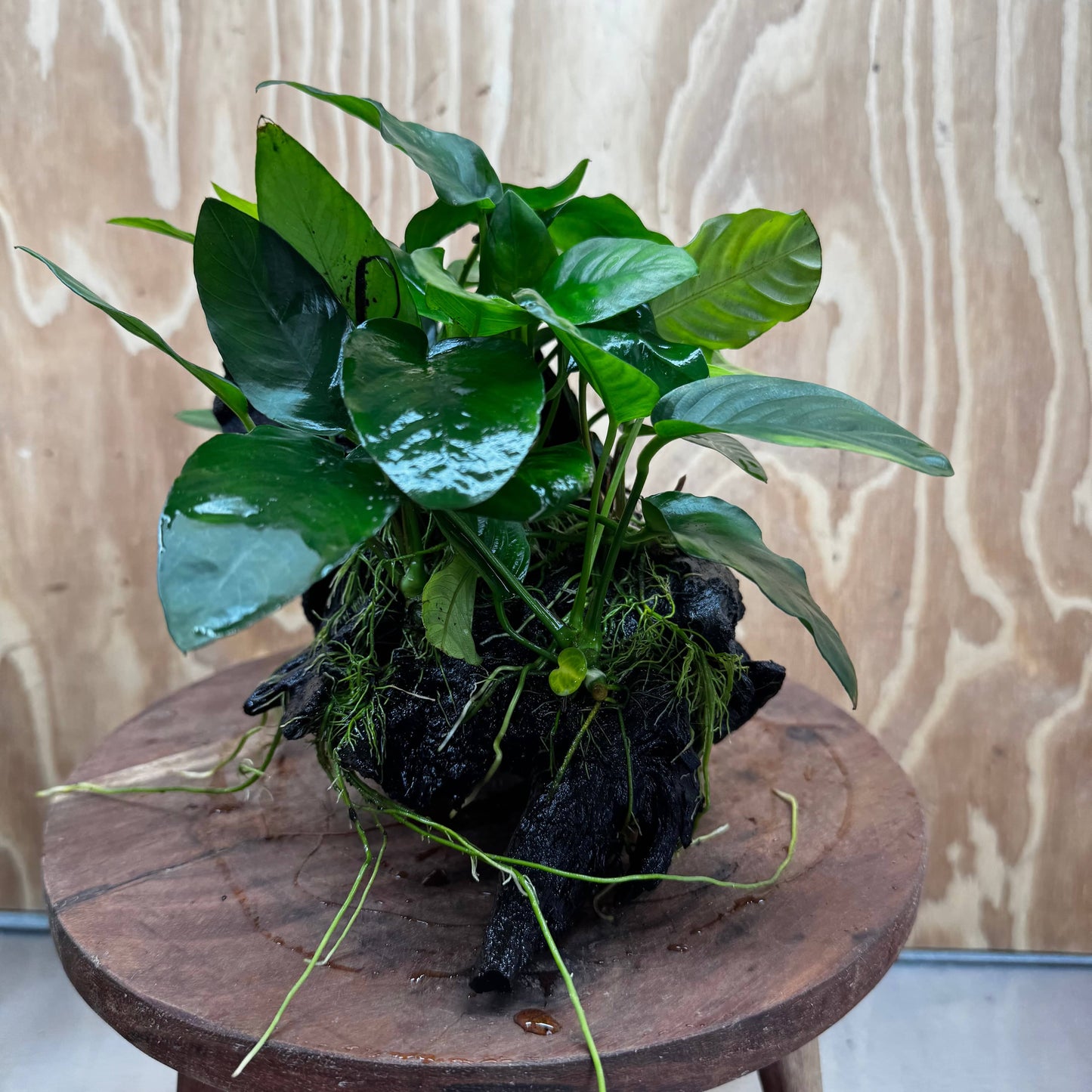Pisces Enterprises One Only Nano Rainforest Driftwood Creation - One Only - Beautiful Nano Rainforest Driftwood Creation - One Only - Beautiful