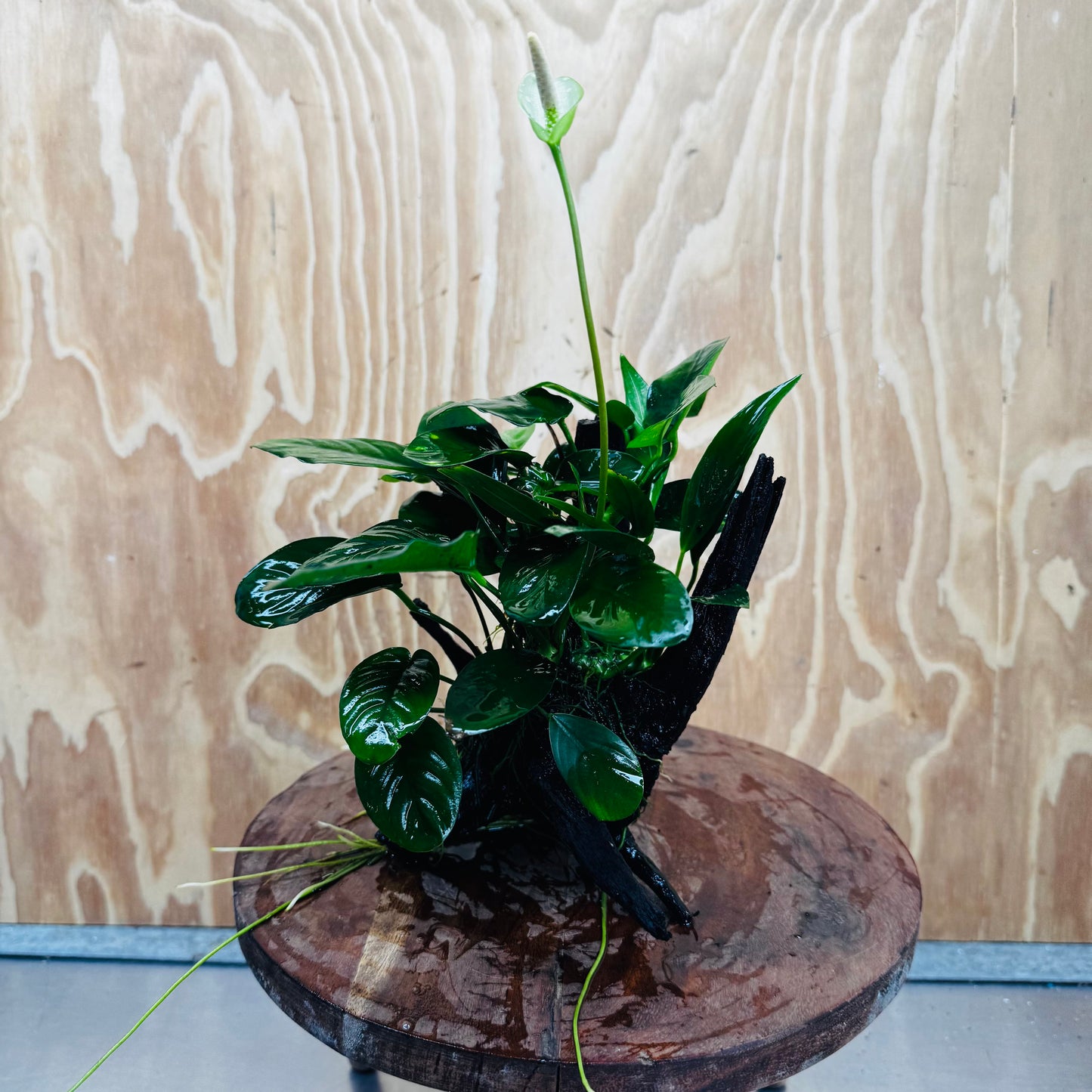 Pisces Enterprises One Only Nano Rainforest Driftwood Creation - One Only - Beautiful Nano Rainforest Driftwood Creation - One Only - Beautiful