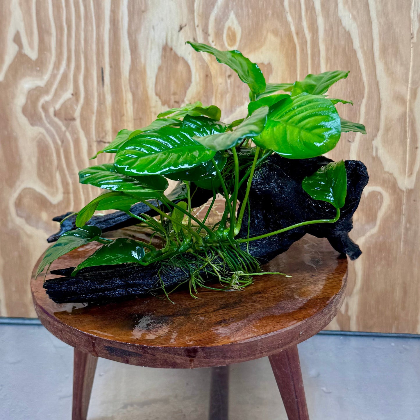 Pisces Enterprises One Only Nano Rainforest Driftwood Creation - One Only - Creative Nano Rainforest Driftwood Creation - One Only - Creative