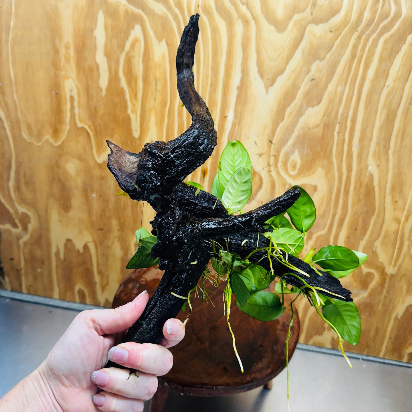 Pisces Enterprises One Only Nano Rainforest Driftwood Creation - One Only - Creative Nano Rainforest Driftwood Creation - One Only - Creative