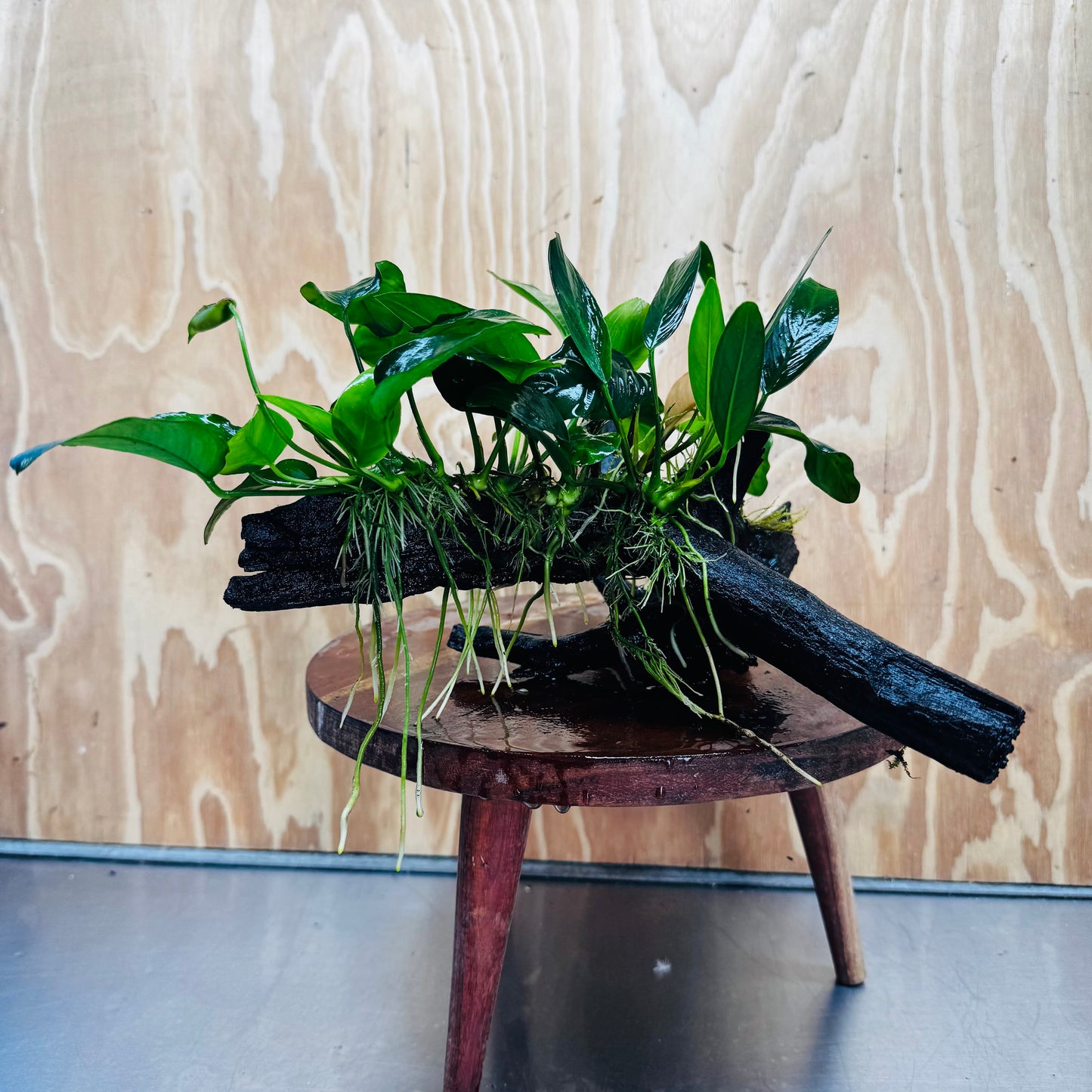 Pisces Enterprises One Only Nano Rainforest Driftwood Creation - One Only - Creative Nano Rainforest Driftwood Creation - One Only - Creative