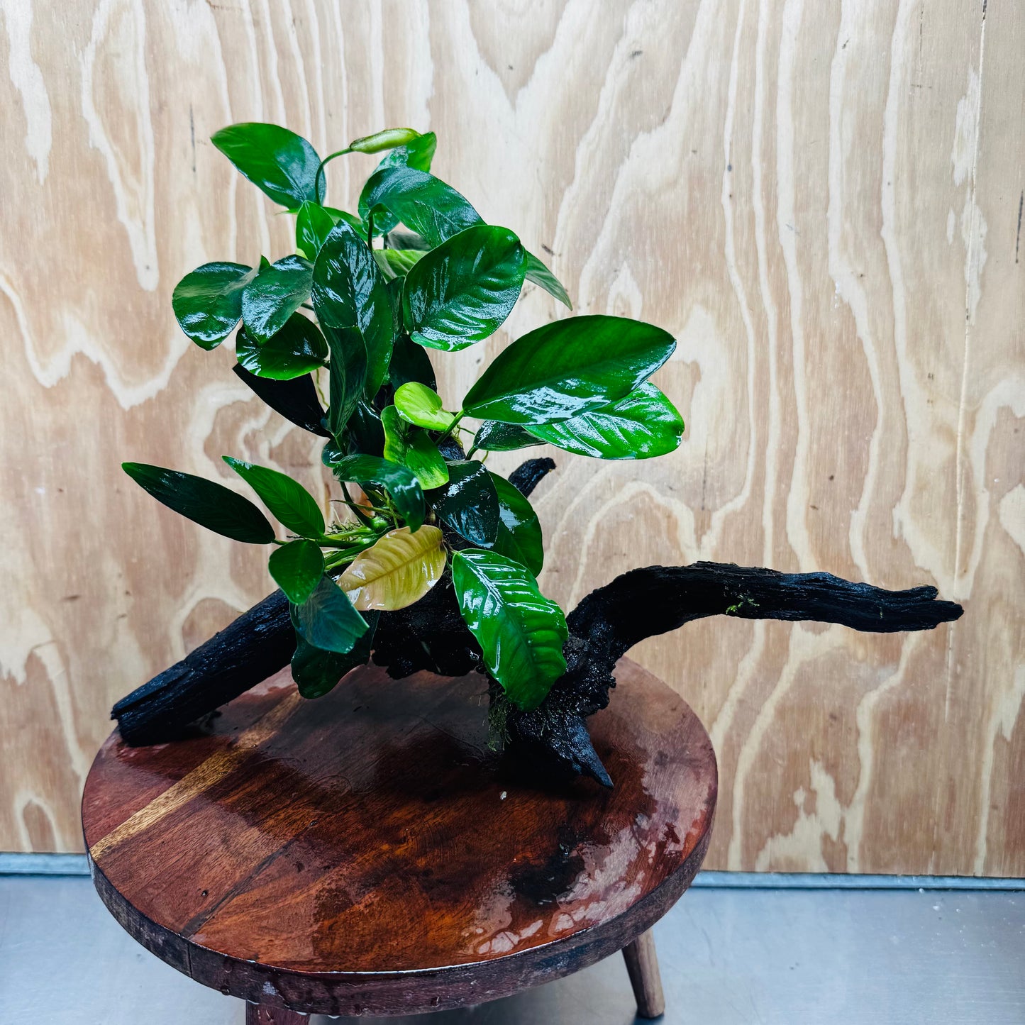 Pisces Enterprises One Only Nano Rainforest Driftwood Creation - One Only - Creative Nano Rainforest Driftwood Creation - One Only - Creative