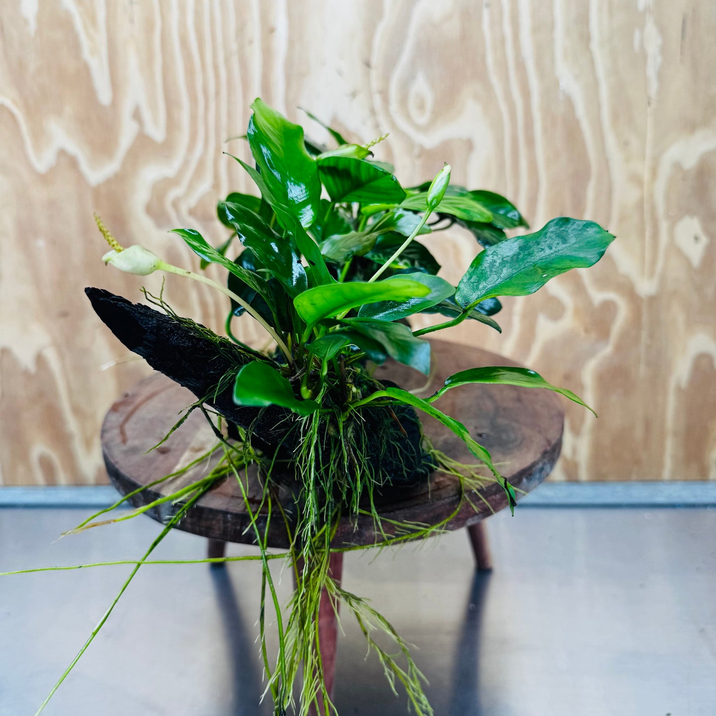 Pisces Enterprises One Only Nano Rainforest Driftwood Creation - One Only - Creative Nano Rainforest Driftwood Creation - One Only - Creative