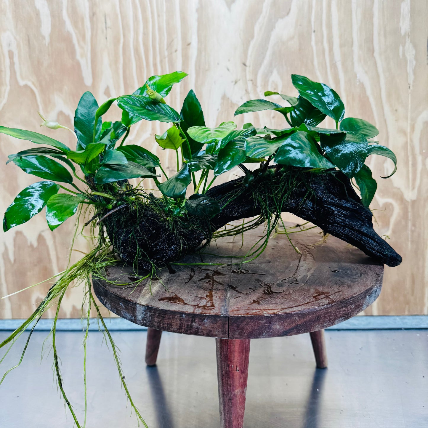 Pisces Enterprises One Only Nano Rainforest Driftwood Creation - One Only - Creative Nano Rainforest Driftwood Creation - One Only - Creative