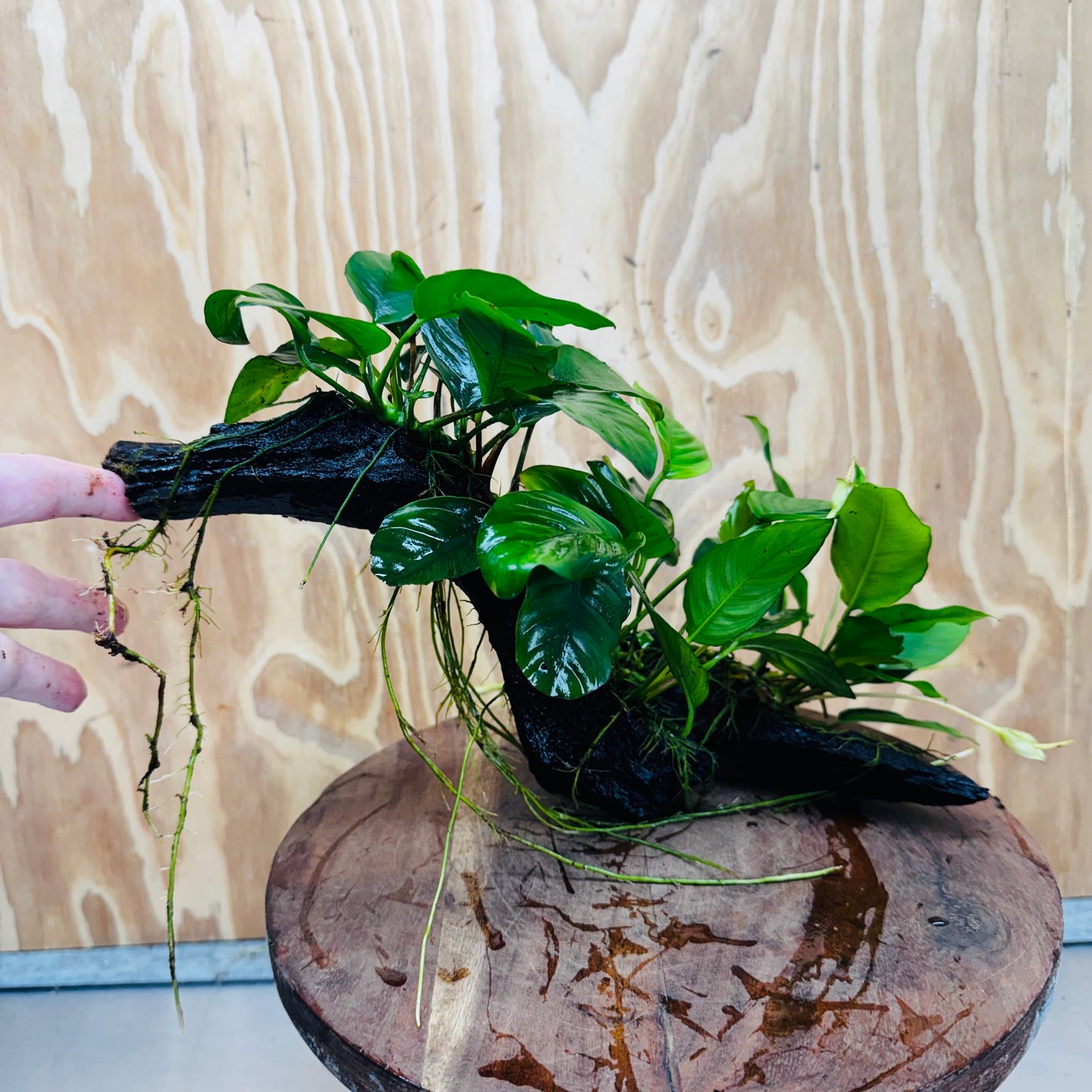 Pisces Enterprises One Only Nano Rainforest Driftwood Creation - One Only - Creative Nano Rainforest Driftwood Creation - One Only - Creative