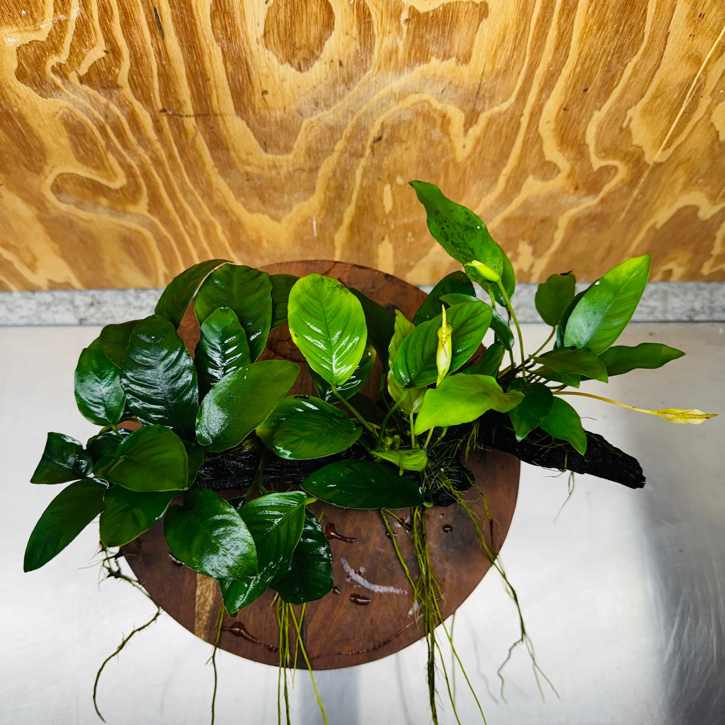 Pisces Enterprises One Only Nano Rainforest Driftwood Creation - One Only - Creative Nano Rainforest Driftwood Creation - One Only - Creative