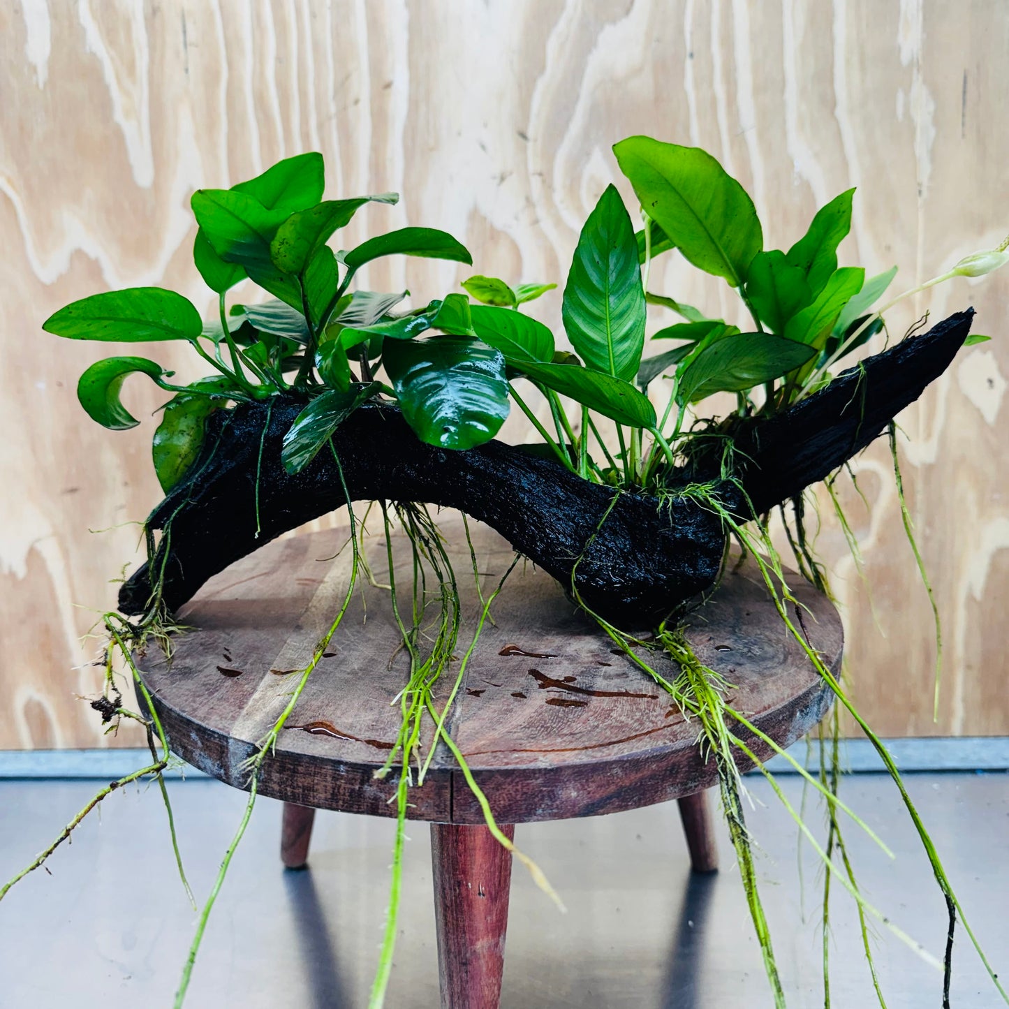 Pisces Enterprises One Only Nano Rainforest Driftwood Creation - One Only - Creative Nano Rainforest Driftwood Creation - One Only - Creative