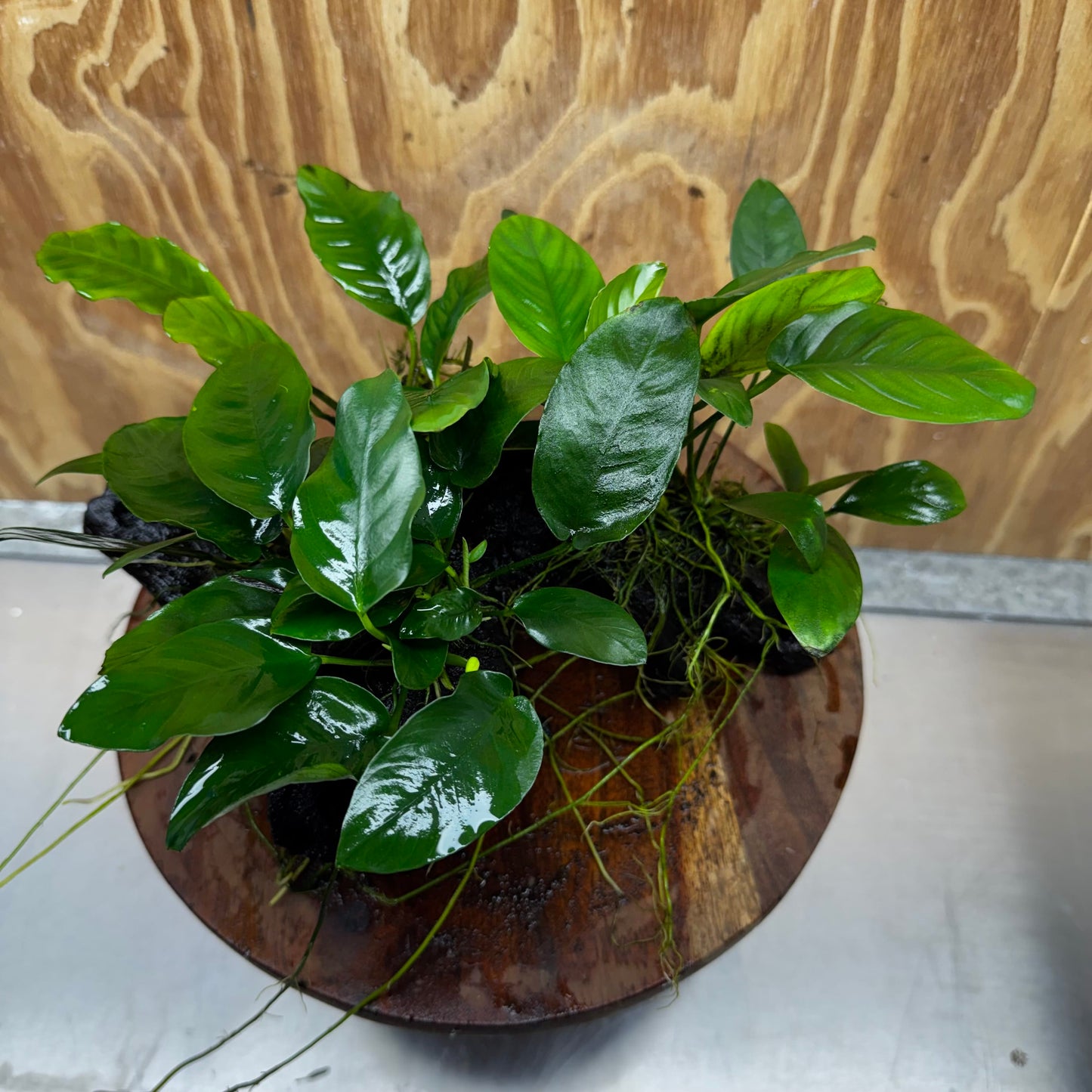 Pisces Enterprises One Only Nano Rainforest Driftwood Creation - One Only - Creative Nano Rainforest Driftwood Creation - One Only - Creative