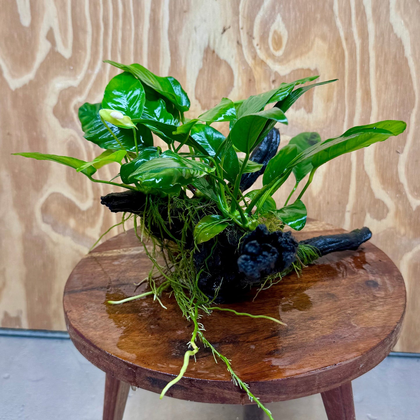 Pisces Enterprises One Only Nano Rainforest Driftwood Creation - One Only - Lush Nano Rainforest Driftwood Creation - One Only - Lush