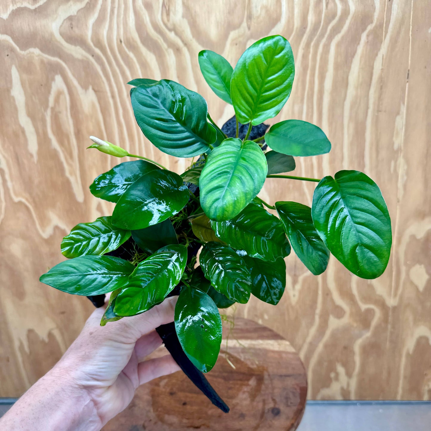 Pisces Enterprises One Only Nano Rainforest Driftwood Creation - One Only - Lush Nano Rainforest Driftwood Creation - One Only - Lush