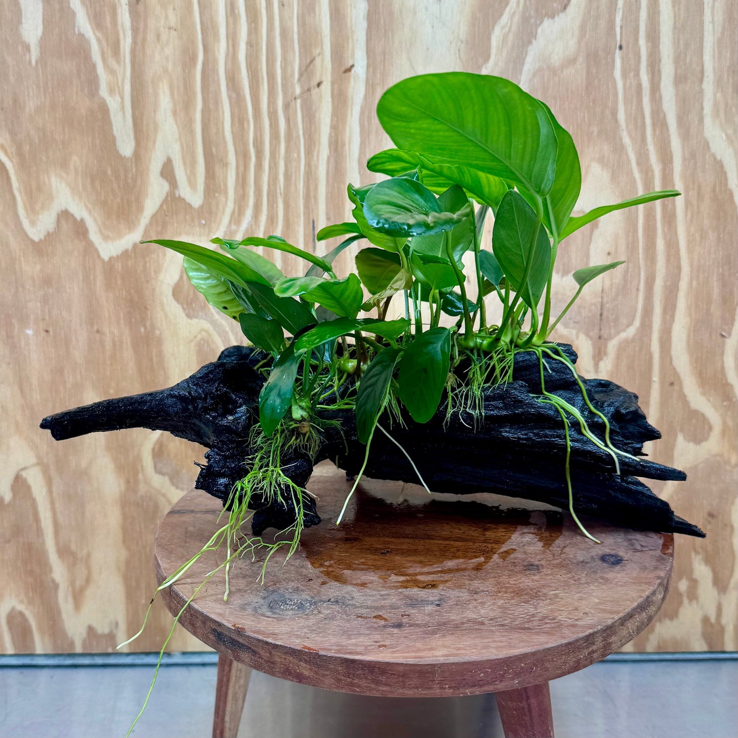 Pisces Enterprises One Only Nano Rainforest Driftwood Creation - One Only - Lush Nano Rainforest Driftwood Creation - One Only - Lush