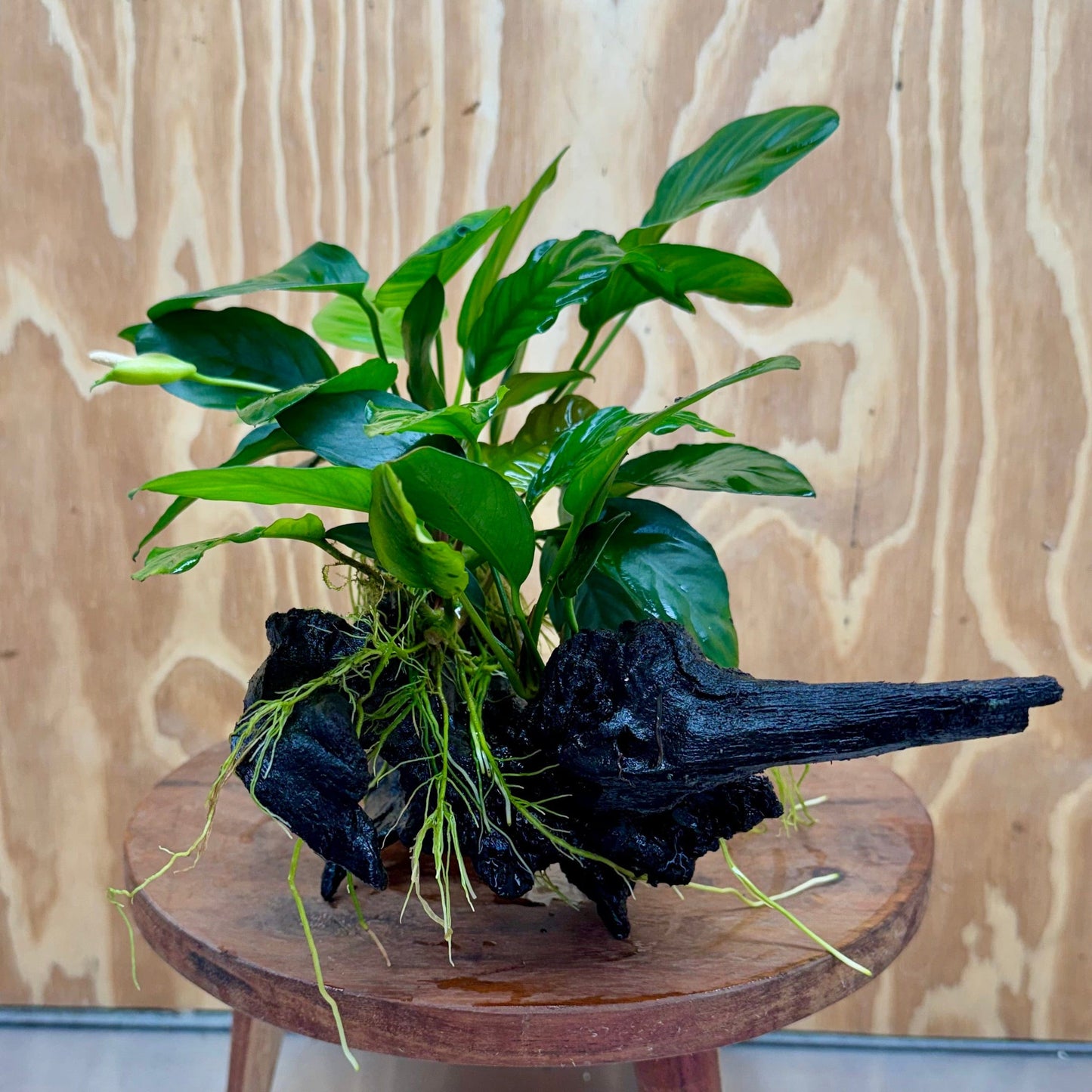 Pisces Enterprises One Only Nano Rainforest Driftwood Creation - One Only - Lush Nano Rainforest Driftwood Creation - One Only - Lush