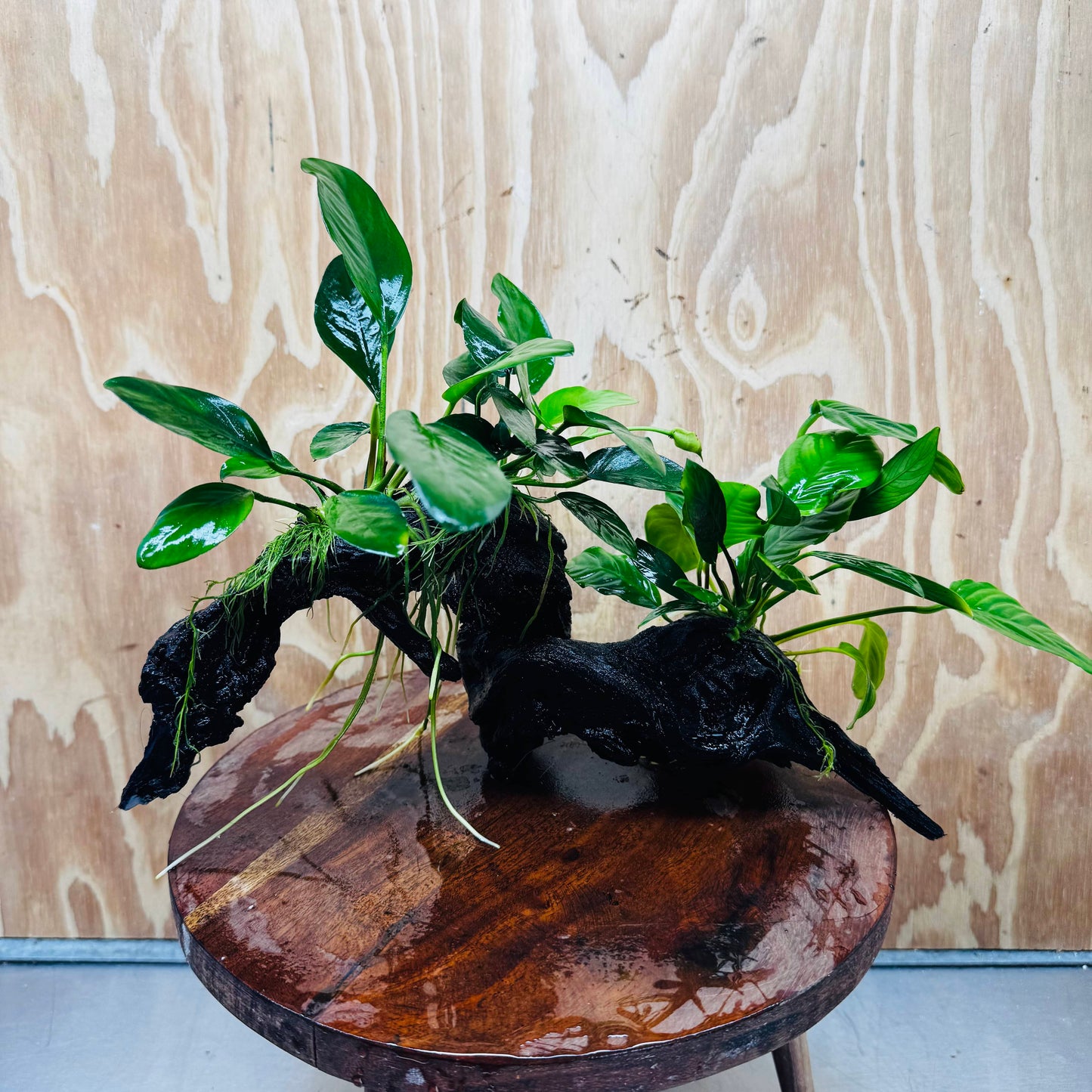 Pisces Enterprises One Only Nano Rainforest Driftwood Creation - One Only - Lush Nano Rainforest Driftwood Creation - One Only - Lush Aquarium Plants