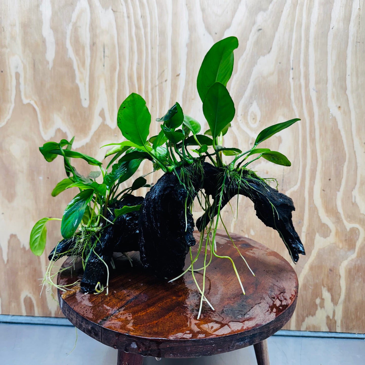 Pisces Enterprises One Only Nano Rainforest Driftwood Creation - One Only - Lush Nano Rainforest Driftwood Creation - One Only - Lush Aquarium Plants