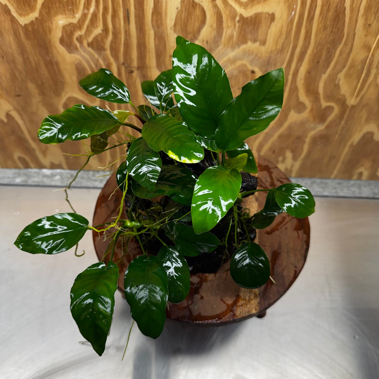 Pisces Enterprises One Only Nano Rainforest Driftwood Creation - One Only - Lush Nano Rainforest Driftwood Creation - One Only - Lush Aquarium Plants