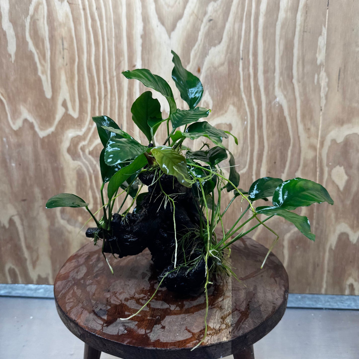 Pisces Enterprises One Only Nano Rainforest Driftwood Creation - One Only - Lush Nano Rainforest Driftwood Creation - One Only - Lush Aquarium Plants