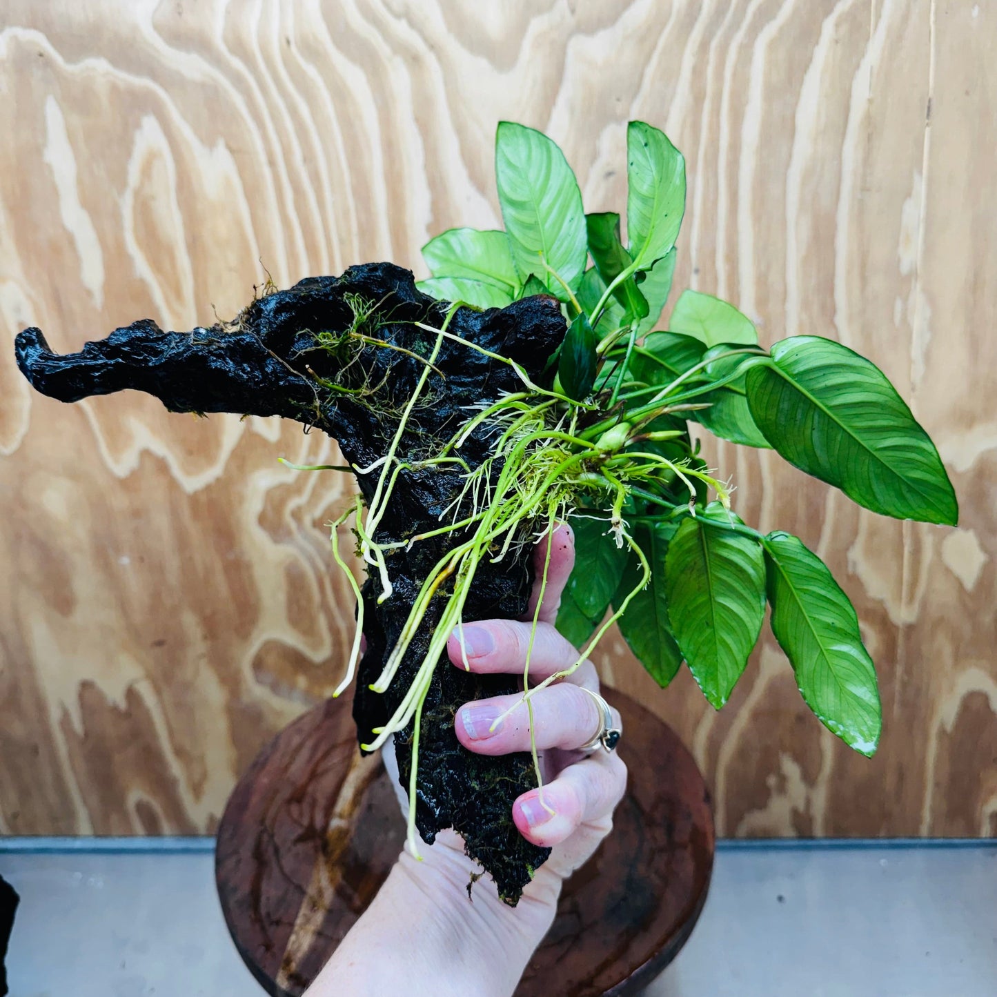 Pisces Enterprises One Only Paco Anubias on Medium Driftwood Creation - One Only - Arch Buy Anubias Paco on Medium Driftwood - ONE ONLY - Scapeshop Australia