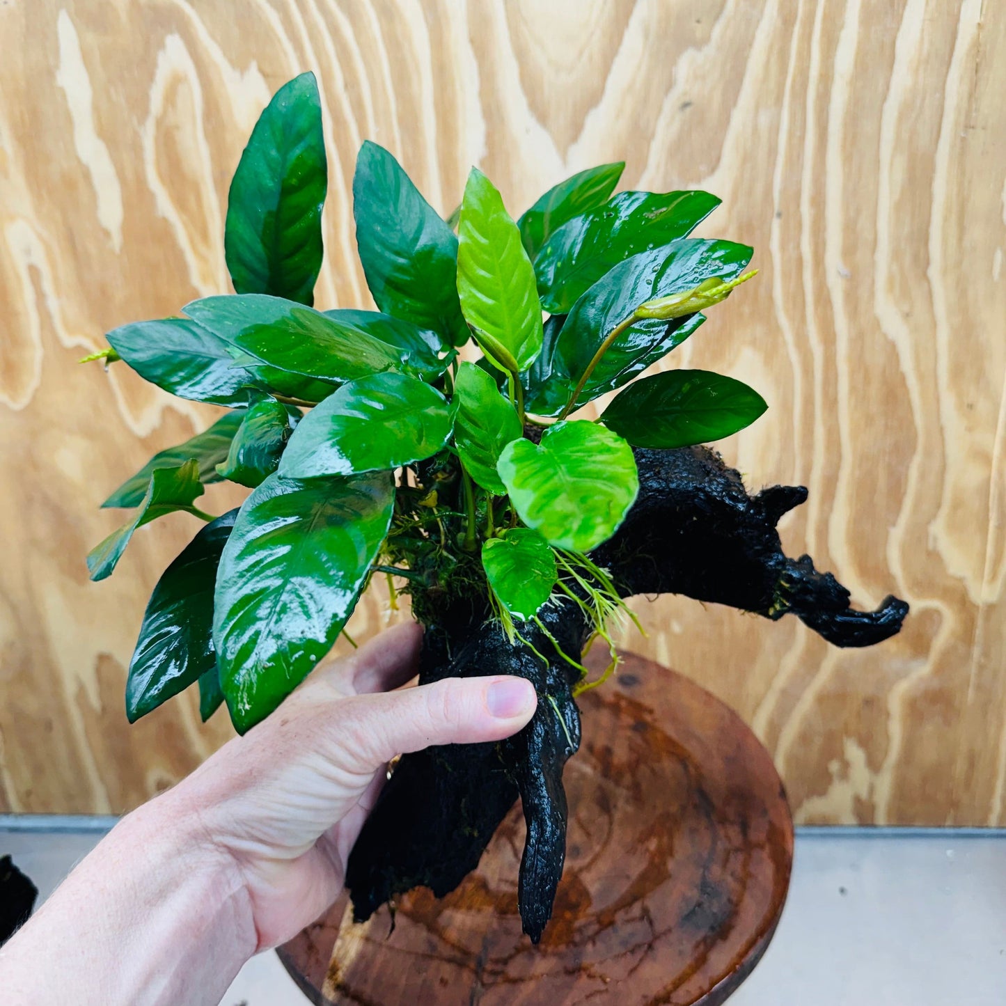 Pisces Enterprises One Only Paco Anubias on Medium Driftwood Creation - One Only - Arch Buy Anubias Paco on Medium Driftwood - ONE ONLY - Scapeshop Australia