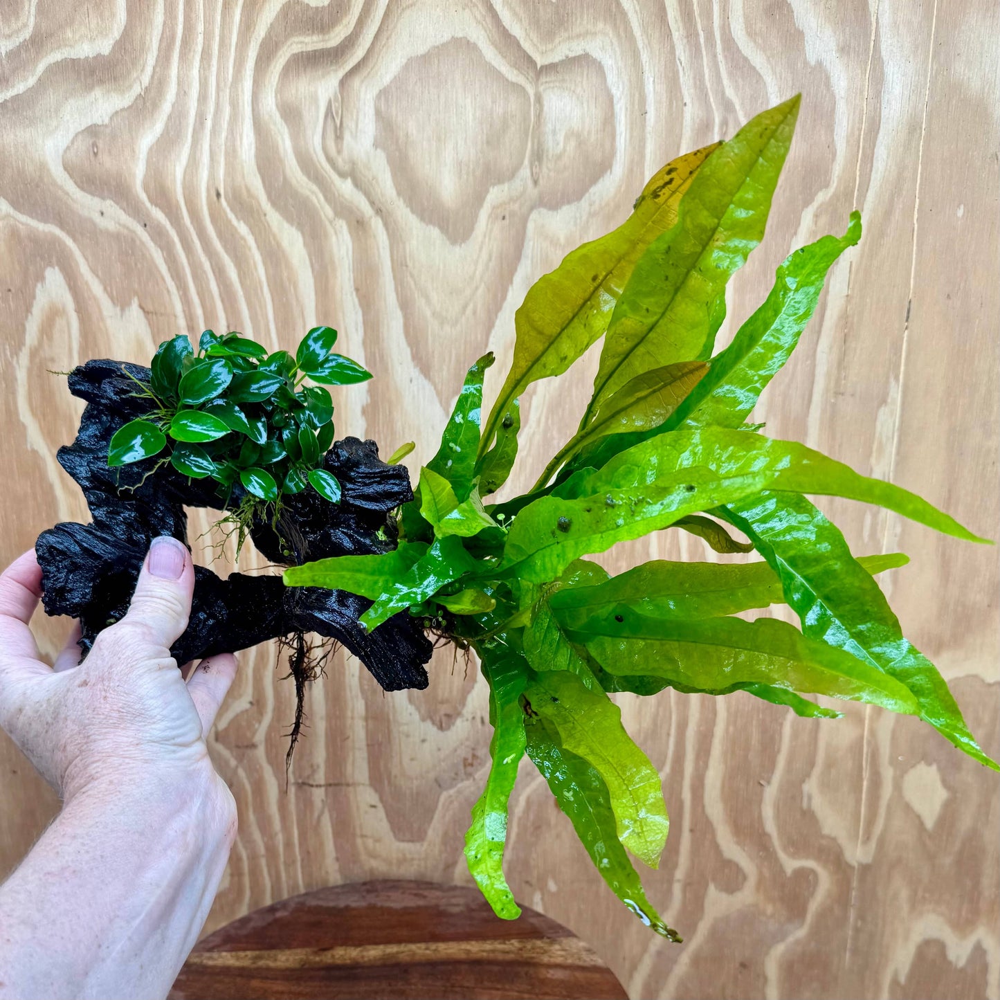 Scapeshop.com.au One Only Petite Nana Anubias & Microsorum 'Indo'(Java Fern) Driftwood Creation - One Only - Flamboyant Petite Nana Anubias & Microsorum 'Indo'(Java Fern) Driftwood Creation - One Only - Flamboyant
