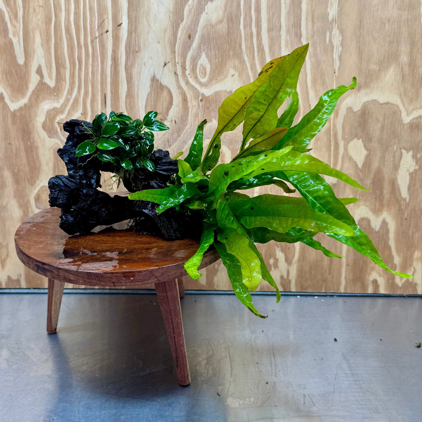 Scapeshop.com.au One Only Petite Nana Anubias & Microsorum 'Indo'(Java Fern) Driftwood Creation - One Only - Flamboyant Petite Nana Anubias & Microsorum 'Indo'(Java Fern) Driftwood Creation - One Only - Flamboyant