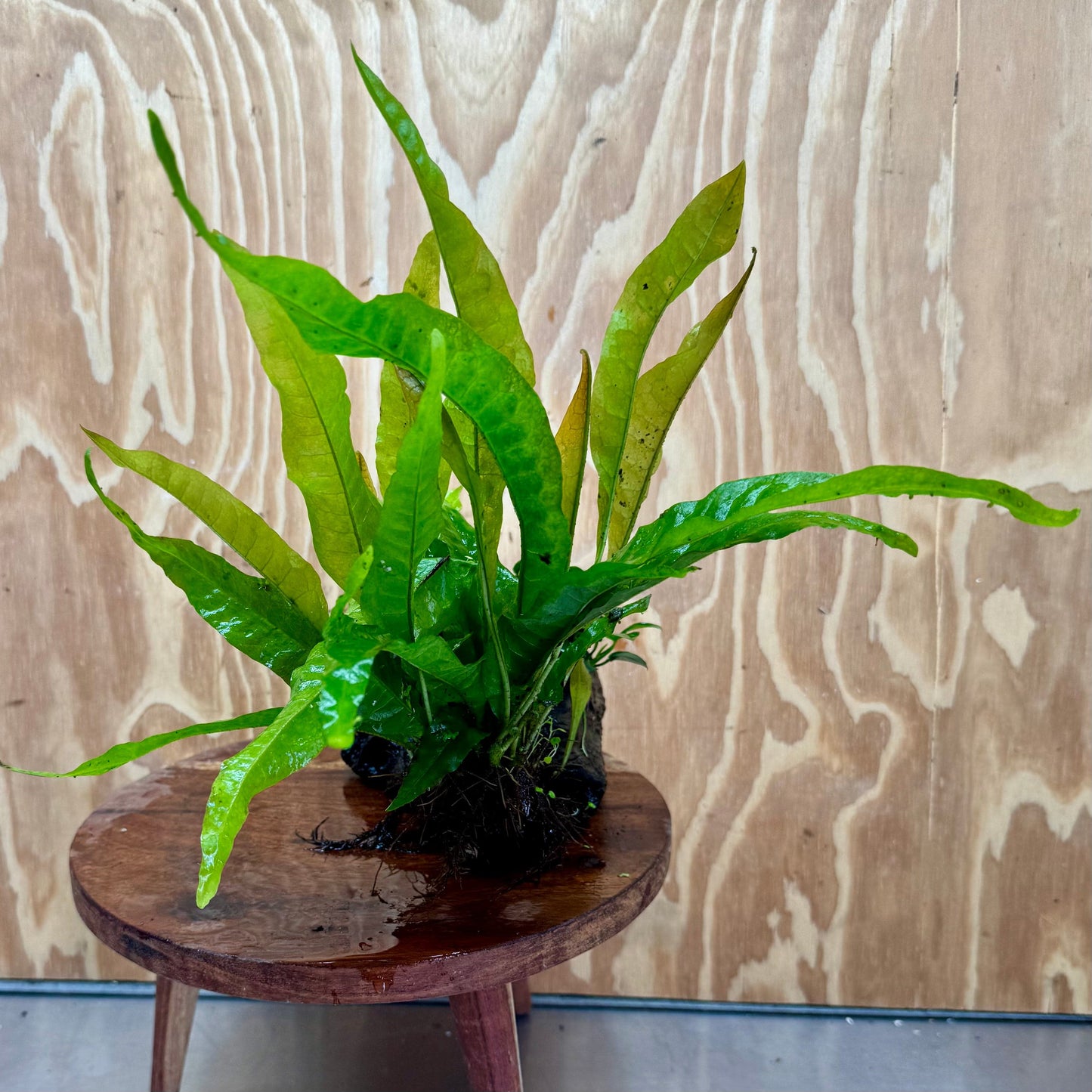 Scapeshop.com.au One Only Petite Nana Anubias & Microsorum 'Indo'(Java Fern) Driftwood Creation - One Only - Flamboyant Petite Nana Anubias & Microsorum 'Indo'(Java Fern) Driftwood Creation - One Only - Flamboyant