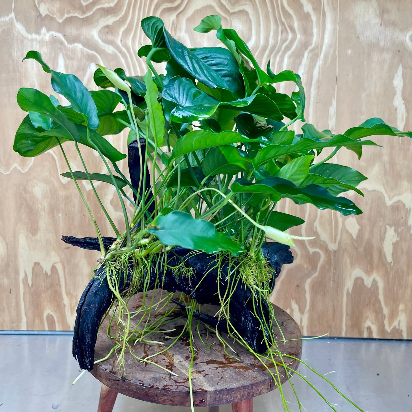 Scapeshop.com.au One Only Rainforest Garden Driftwood Creation - One Only - Amazing Rainforest Garden Driftwood Creation - One Only - Amazing