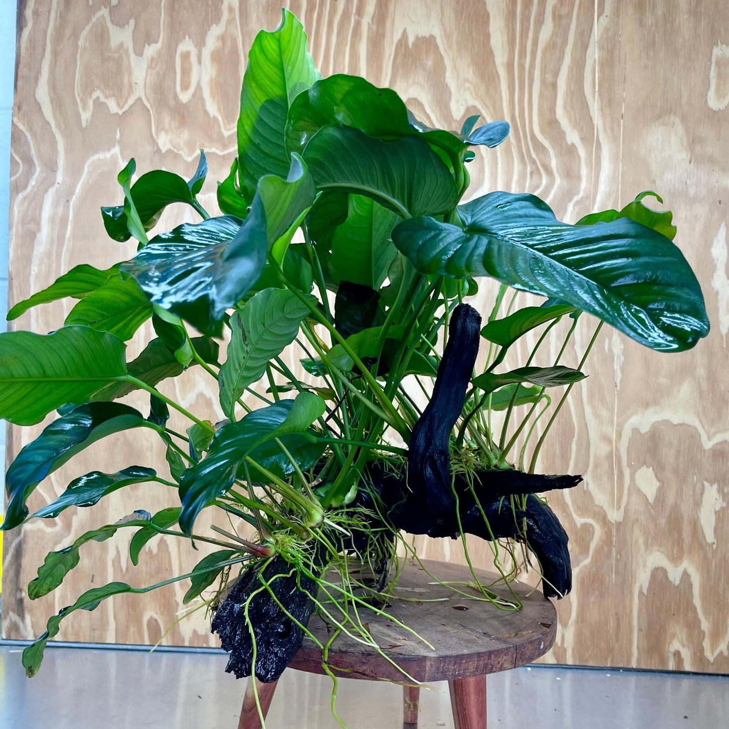 Scapeshop.com.au One Only Rainforest Garden Driftwood Creation - One Only - Amazing Rainforest Garden Driftwood Creation - One Only - Amazing