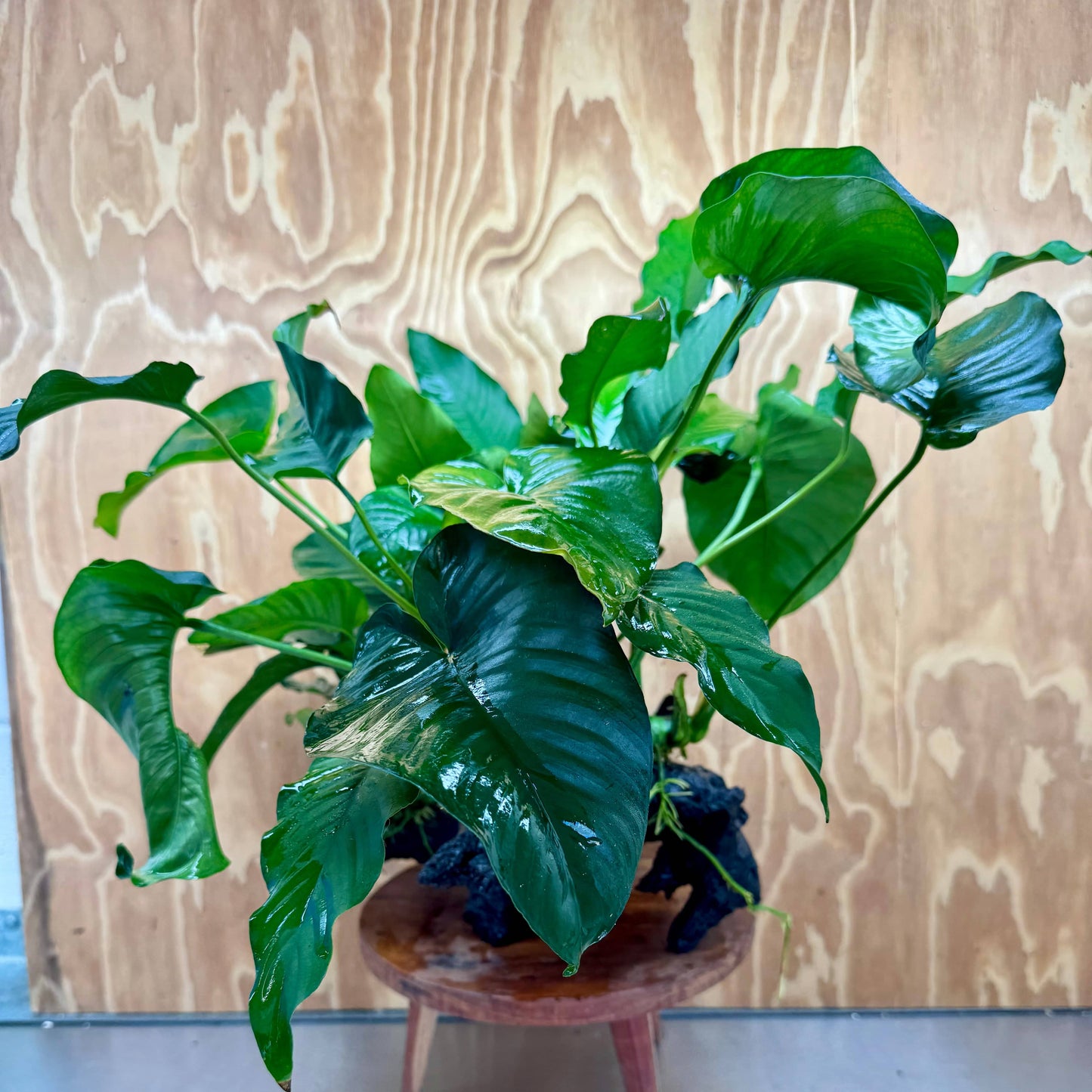 Scapeshop.com.au One Only Rainforest Garden Driftwood Creation - One Only - Amazing Rainforest Garden Driftwood Creation - One Only - Amazing