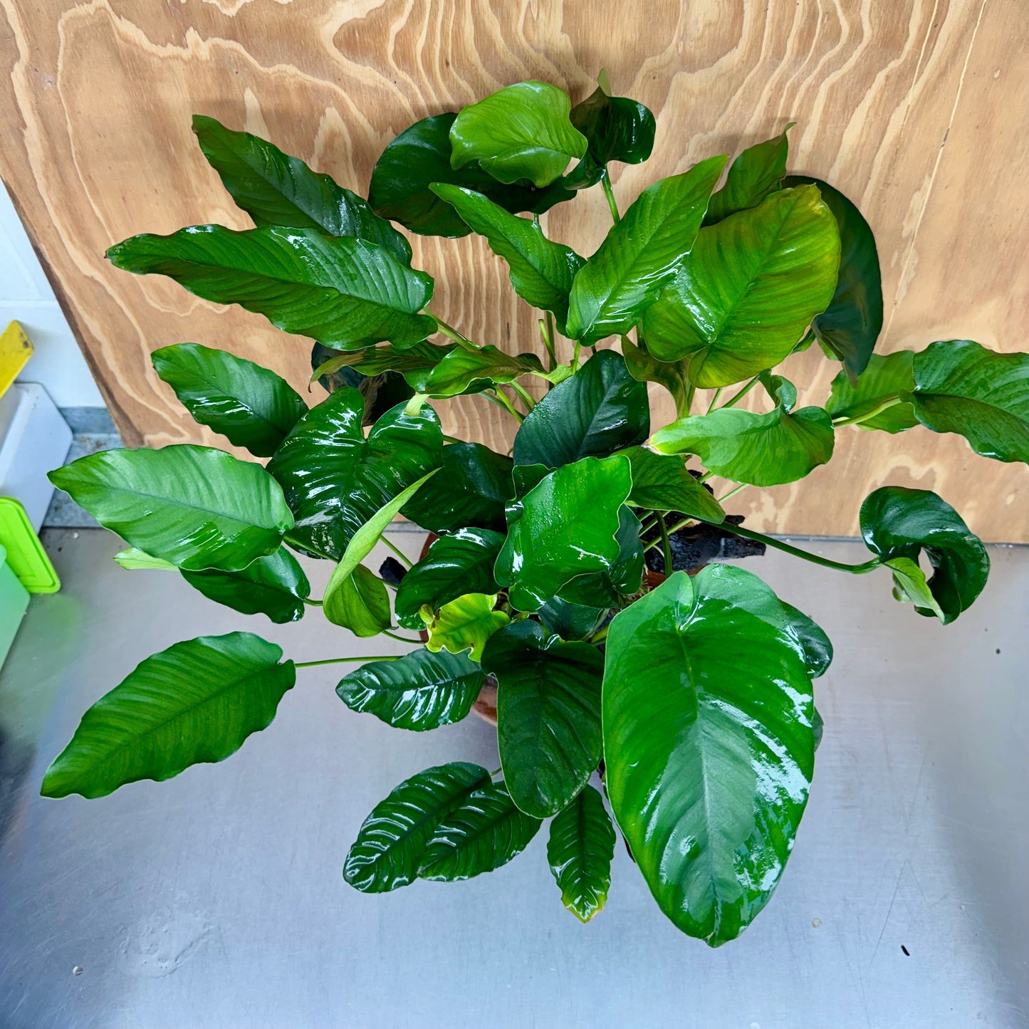 Scapeshop.com.au One Only Rainforest Garden Driftwood Creation - One Only - Amazing Rainforest Garden Driftwood Creation - One Only - Amazing