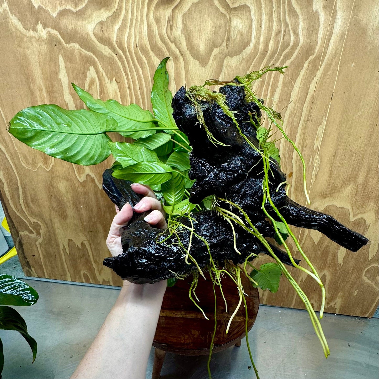 Scapeshop.com.au One Only Rainforest Garden Driftwood Creation - One Only - Fabulous Rainforest Garden Driftwood Creation - One Only - Fabulous