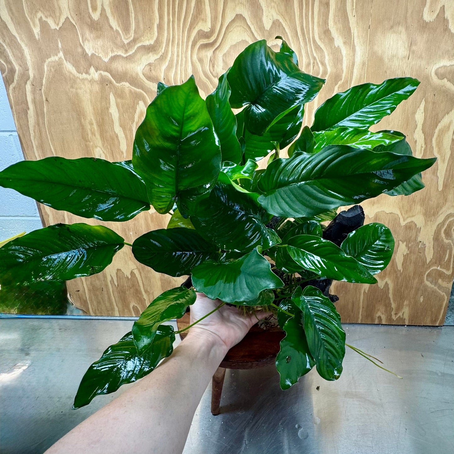 Scapeshop.com.au One Only Rainforest Garden Driftwood Creation - One Only - Fabulous Rainforest Garden Driftwood Creation - One Only - Fabulous