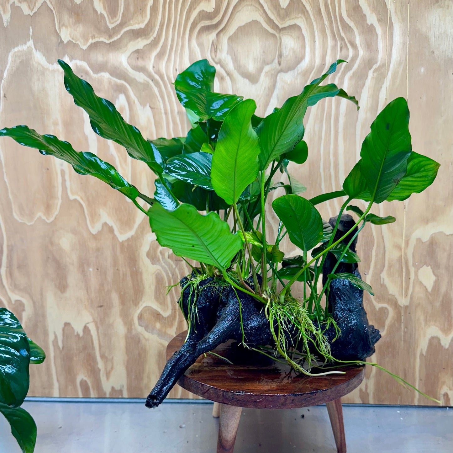 Scapeshop.com.au One Only Rainforest Garden Driftwood Creation - One Only - Fabulous Rainforest Garden Driftwood Creation - One Only - Fabulous