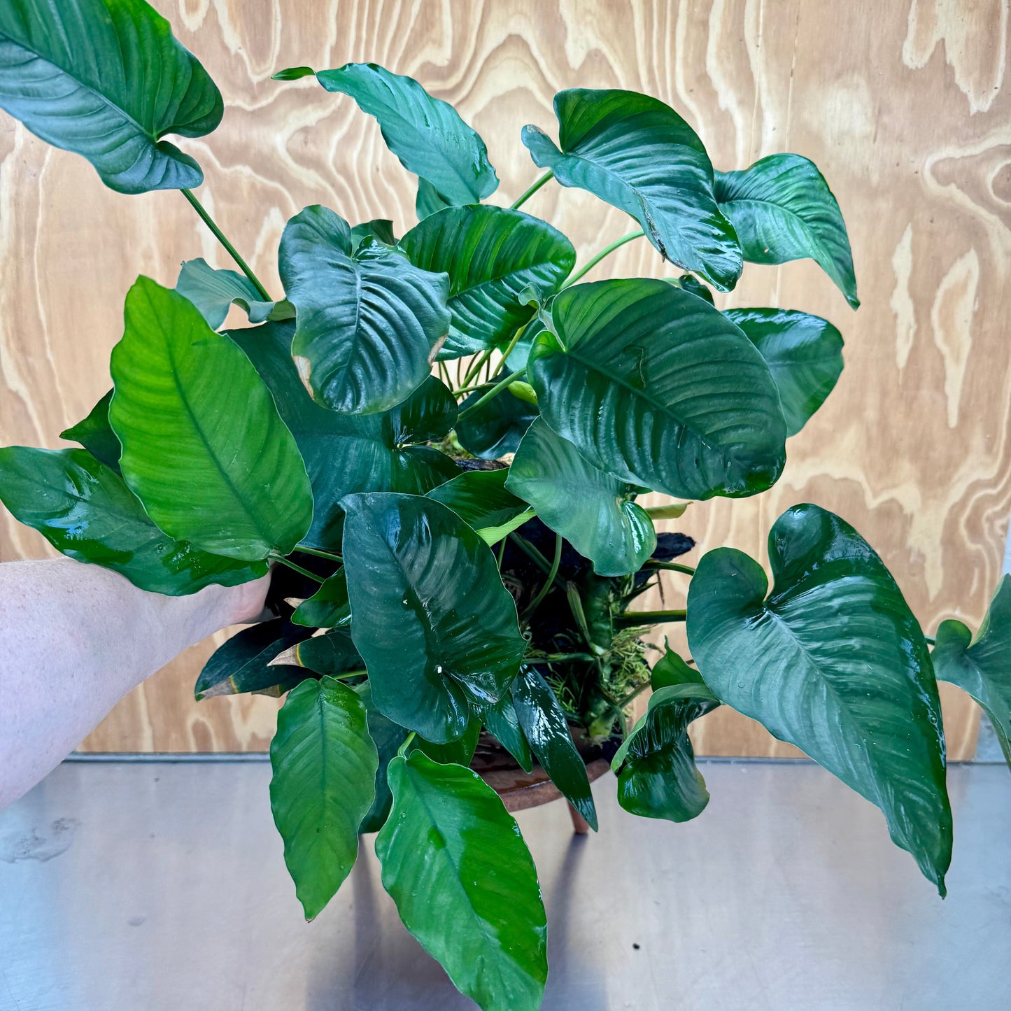 Scapeshop.com.au One Only Rainforest Garden Driftwood Creation - One Only - Fabulous Rainforest Garden Driftwood Creation - One Only - Fabulous