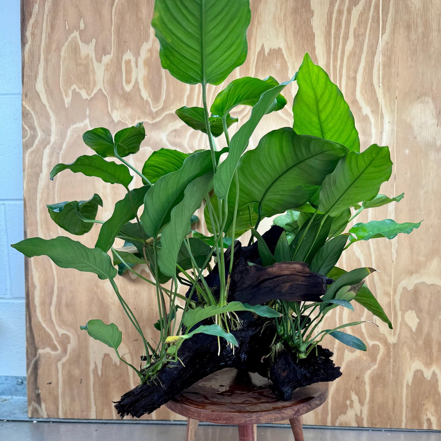 Scapeshop.com.au One Only Rainforest Garden Driftwood Creation - One Only - Fabulous Rainforest Garden Driftwood Creation - One Only - Fabulous