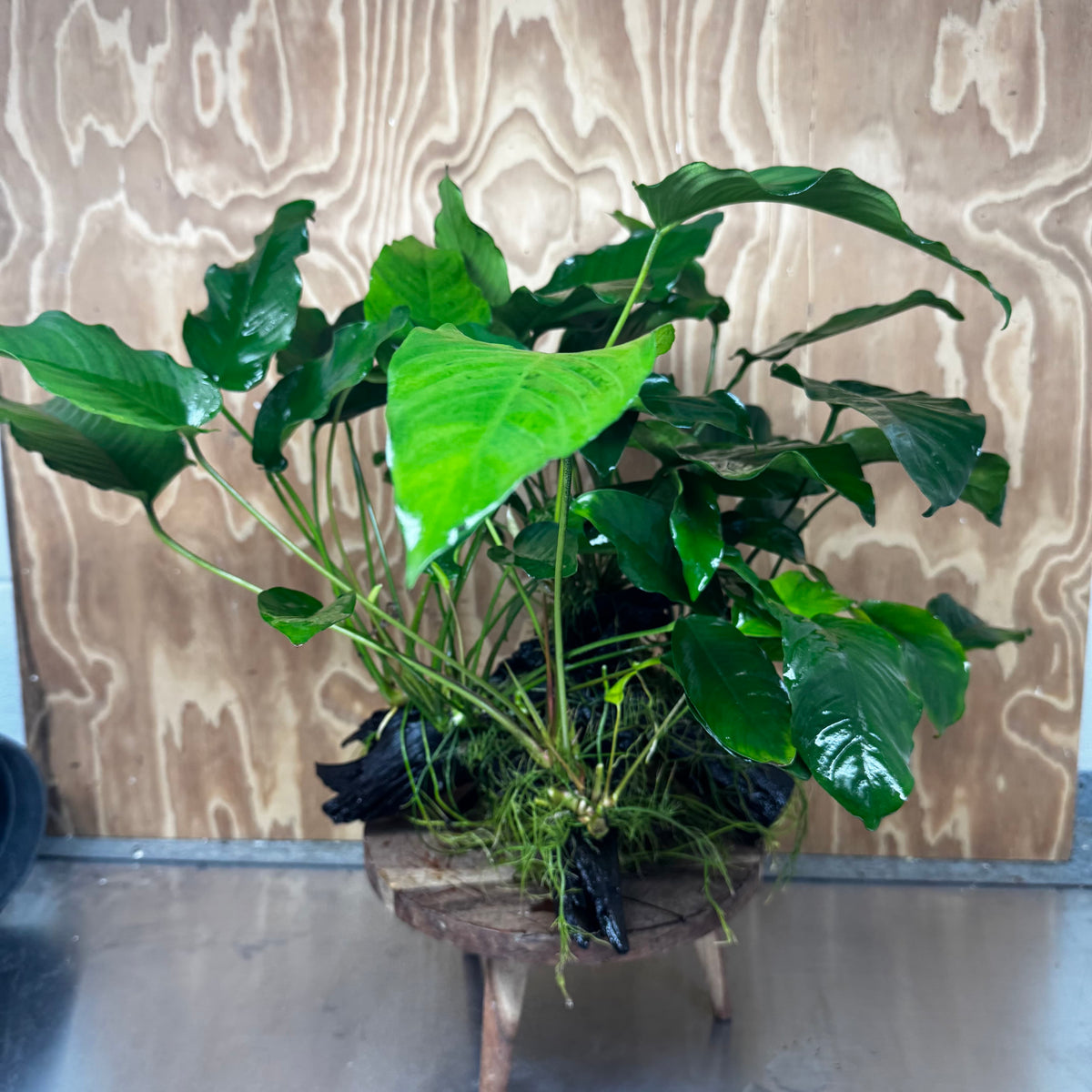 Scapeshop.com.au One Only Rainforest Garden Driftwood Creation - One Only - Fabulous Rainforest Garden Driftwood Creation - One Only - Fabulous
