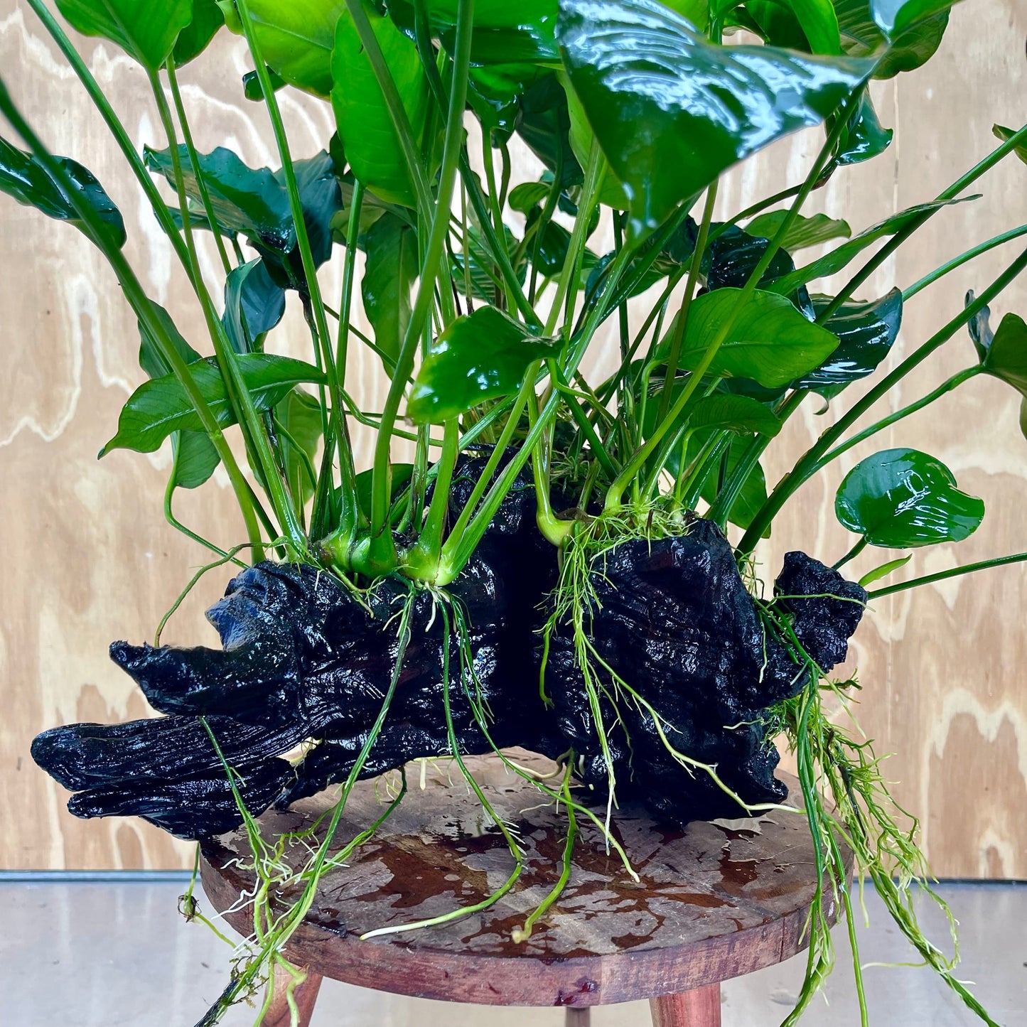 Scapeshop.com.au One Only Rainforest Garden Driftwood Creation - One Only - Grand Rainforest Garden Driftwood Creation - One Only - Grand