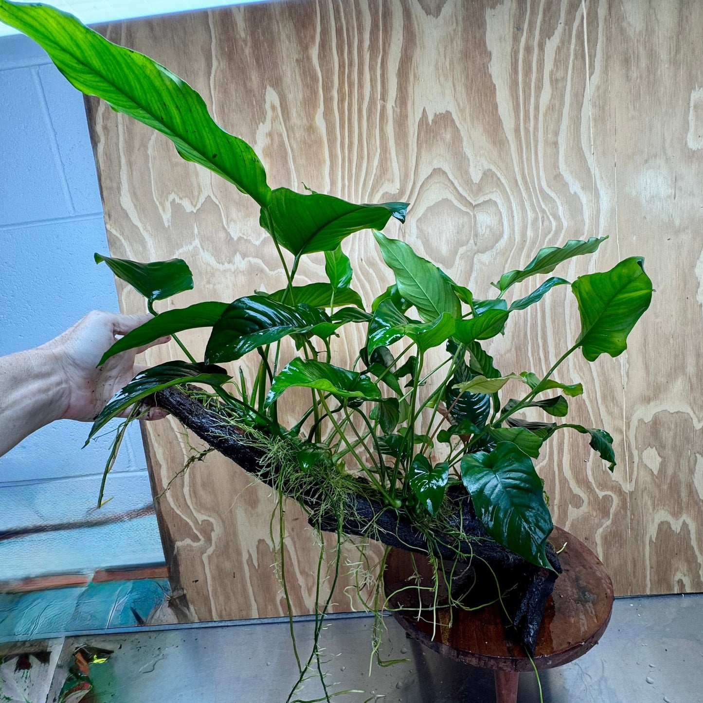 Scapeshop.com.au One Only Rainforest Garden Driftwood Creation - One Only - Grand Rainforest Garden Driftwood Creation - One Only - Grand