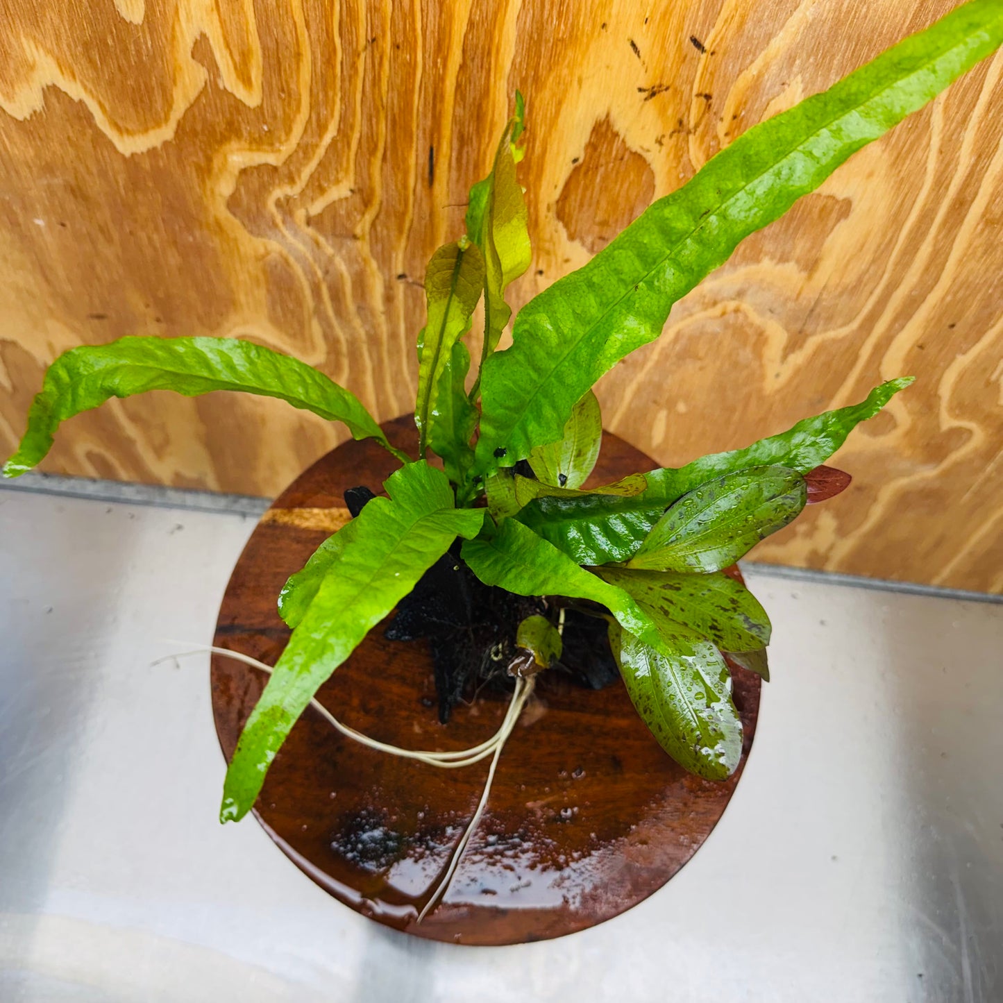 Scapeshop.com.au One Only Red Ozelot Echinodorus & Microsorum 'Indo'(Java Fern) Driftwood Creation - One Only - Fun Red Ozelot Echinodorus & Microsorum 'Indo'(Java Fern) Driftwood Creation - One Only - Fun