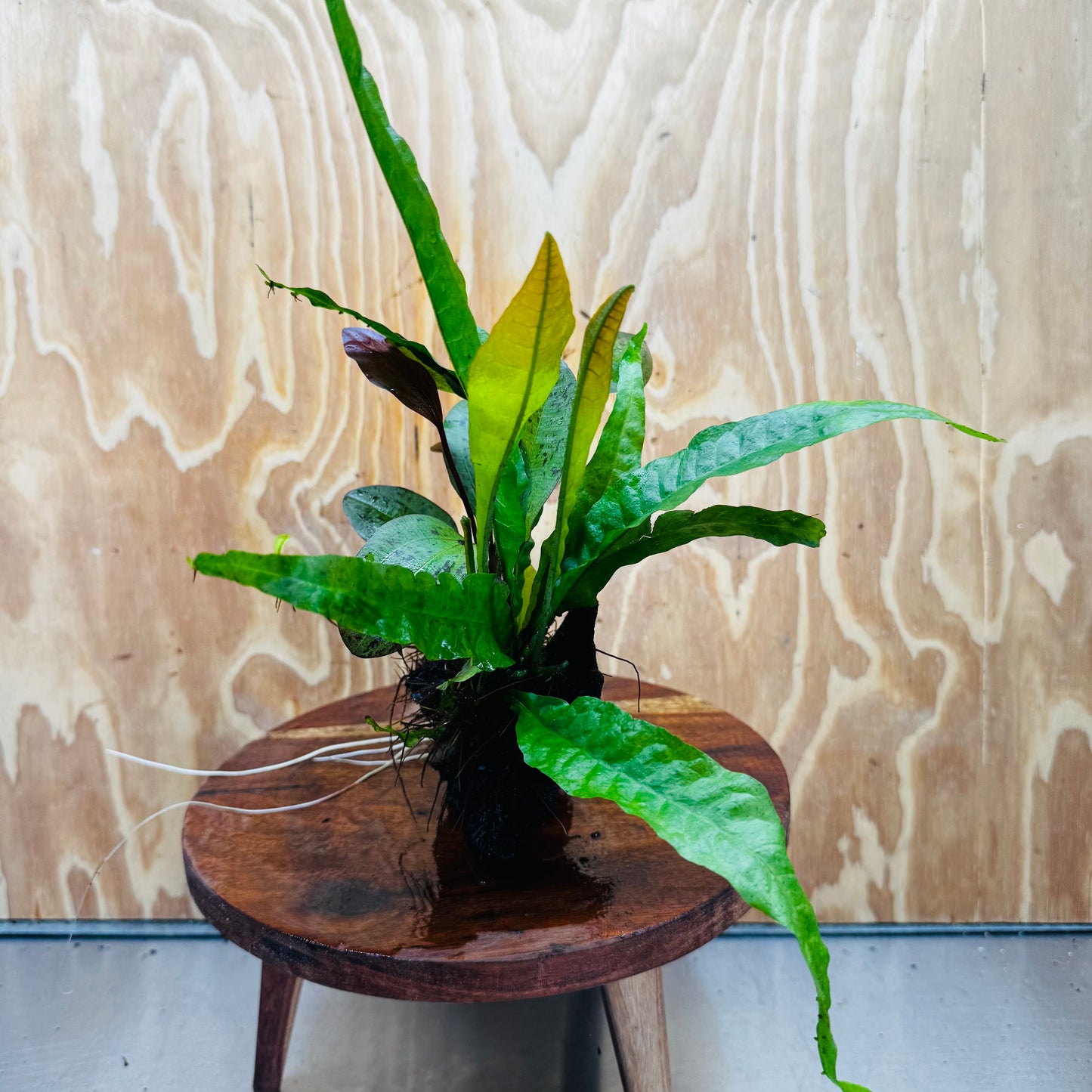 Scapeshop.com.au One Only Red Ozelot Echinodorus & Microsorum 'Indo'(Java Fern) Driftwood Creation - One Only - Fun Red Ozelot Echinodorus & Microsorum 'Indo'(Java Fern) Driftwood Creation - One Only - Fun