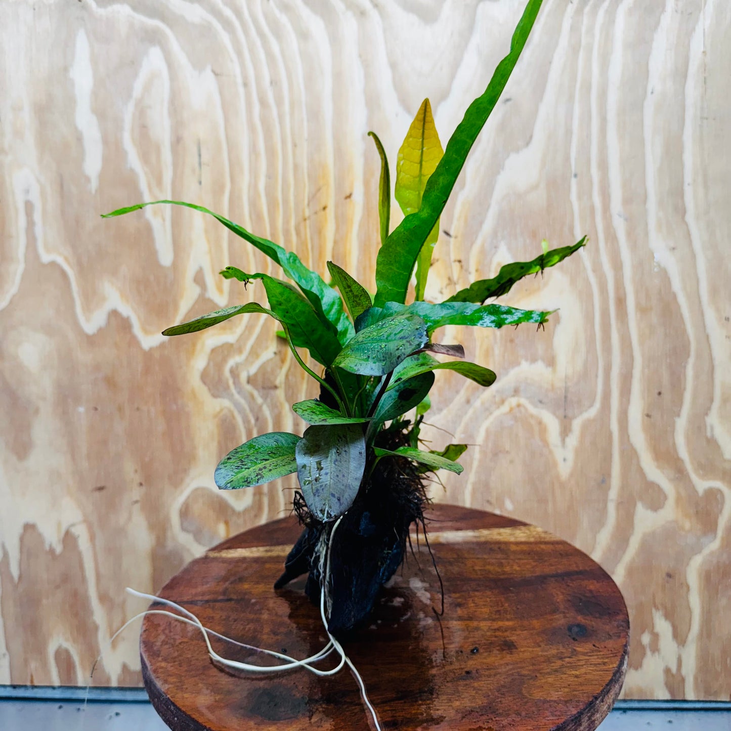Scapeshop.com.au One Only Red Ozelot Echinodorus & Microsorum 'Indo'(Java Fern) Driftwood Creation - One Only - Fun Red Ozelot Echinodorus & Microsorum 'Indo'(Java Fern) Driftwood Creation - One Only - Fun