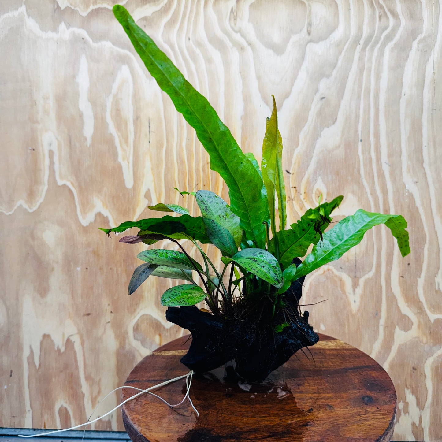 Scapeshop.com.au One Only Red Ozelot Echinodorus & Microsorum 'Indo'(Java Fern) Driftwood Creation - One Only - Fun Red Ozelot Echinodorus & Microsorum 'Indo'(Java Fern) Driftwood Creation - One Only - Fun
