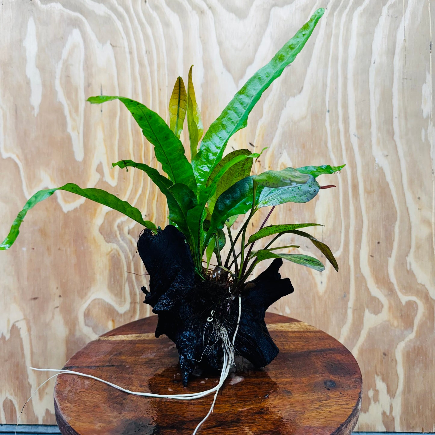 Scapeshop.com.au One Only Red Ozelot Echinodorus & Microsorum 'Indo'(Java Fern) Driftwood Creation - One Only - Fun Red Ozelot Echinodorus & Microsorum 'Indo'(Java Fern) Driftwood Creation - One Only - Fun
