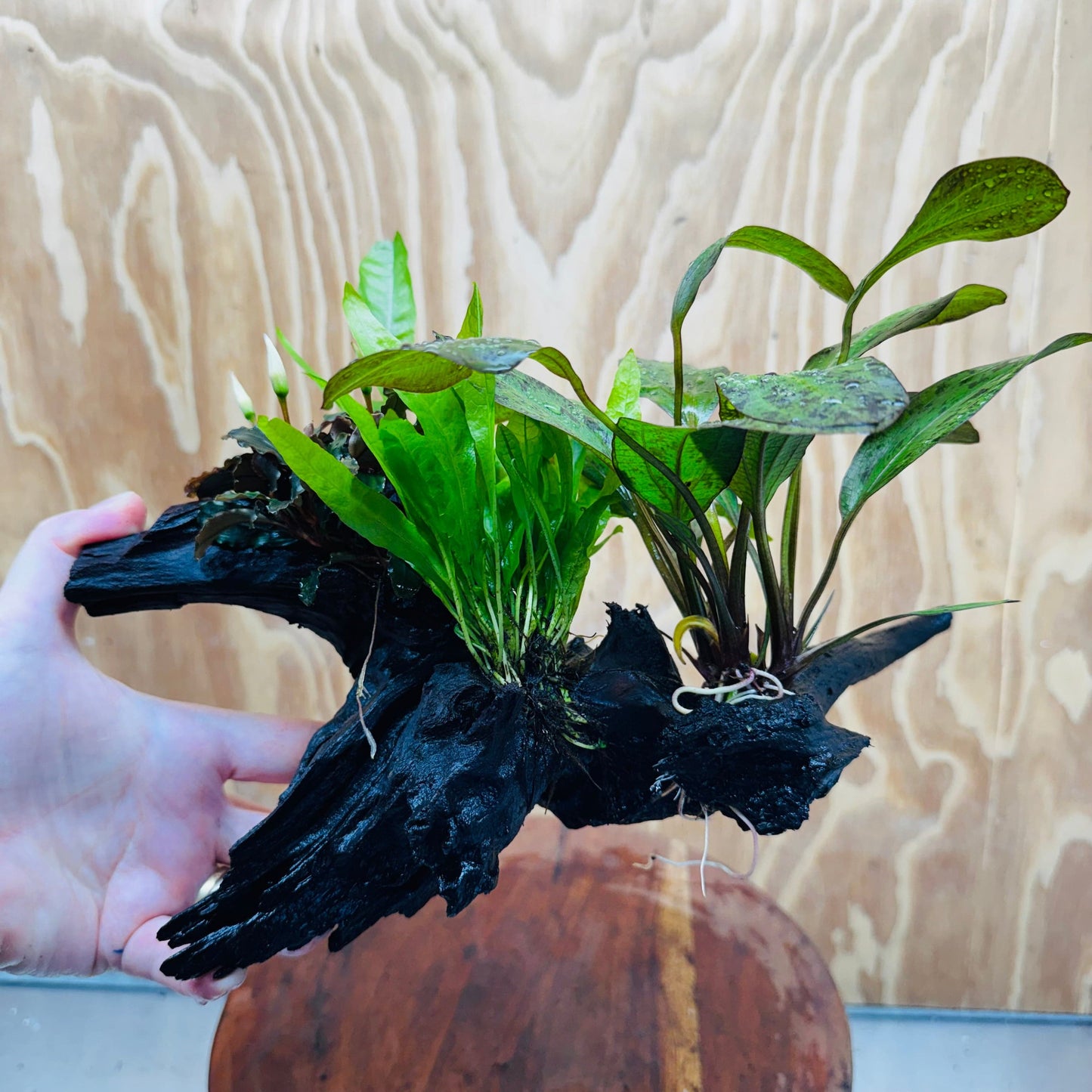 Scapeshop.com.au One Only Red Ozelot Sword, Bucephalandra, & Microsorum 'Indo'(Java Fern) Driftwood Creation - One Only Red Ozelot Sword, Bucephalandra, & Microsorum 'Indo'(Java Fern) Driftwood Creation - One Only