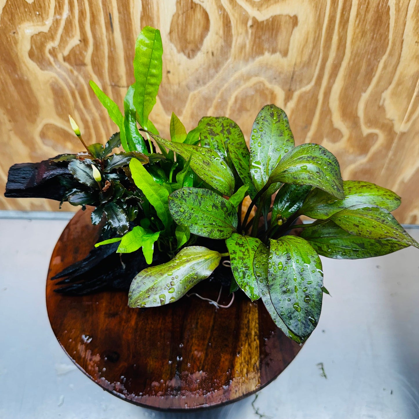 Scapeshop.com.au One Only Red Ozelot Sword, Bucephalandra, & Microsorum 'Indo'(Java Fern) Driftwood Creation - One Only Red Ozelot Sword, Bucephalandra, & Microsorum 'Indo'(Java Fern) Driftwood Creation - One Only