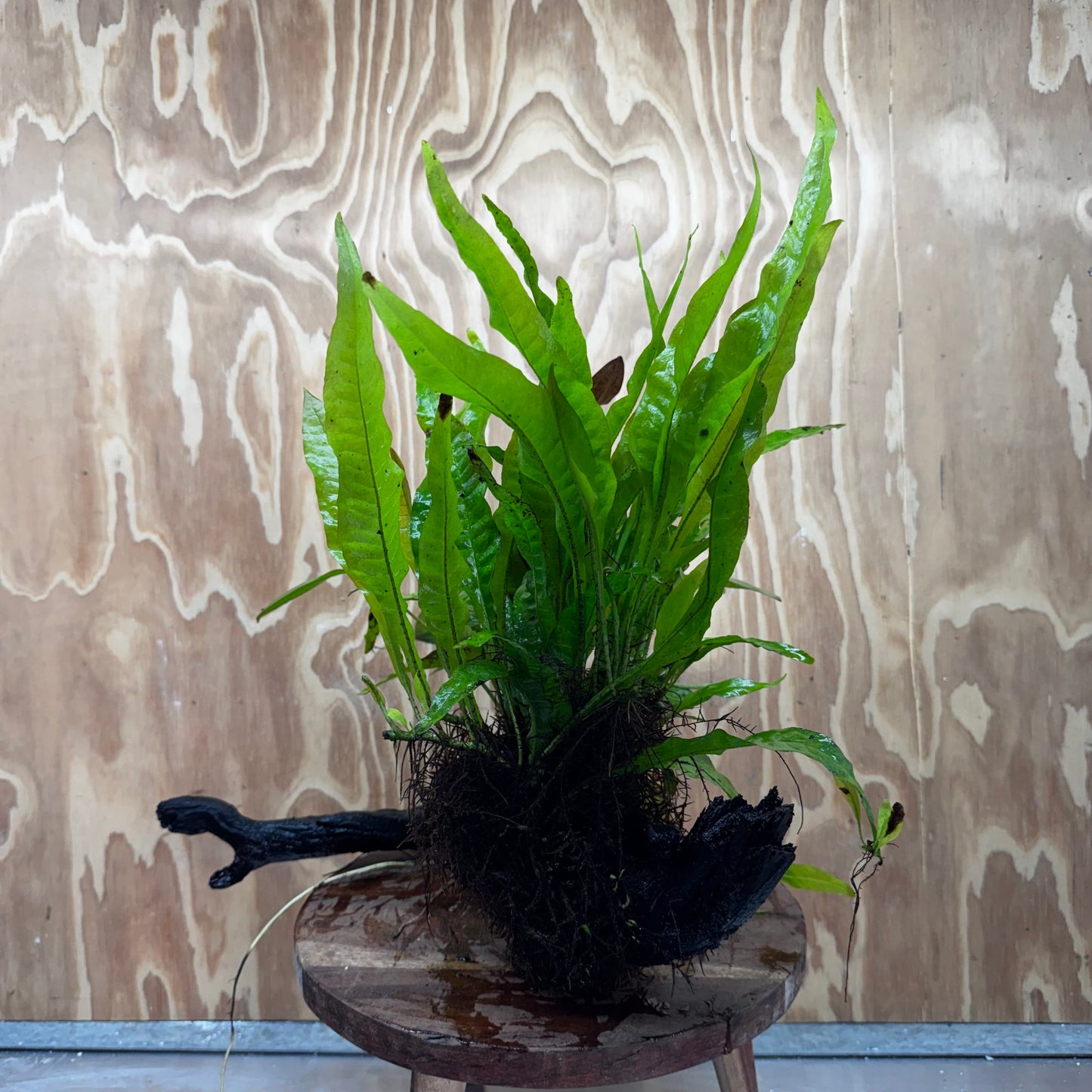 Scapeshop.com.au One Only Red Ozelot Sword & Green Ozelot Sword plus Java Fern Driftwood Creation - One Only - Fantastic Red Ozelot Sword & Green Ozelot Sword plus Java Fern Driftwood Creation - One Only - Fantastic