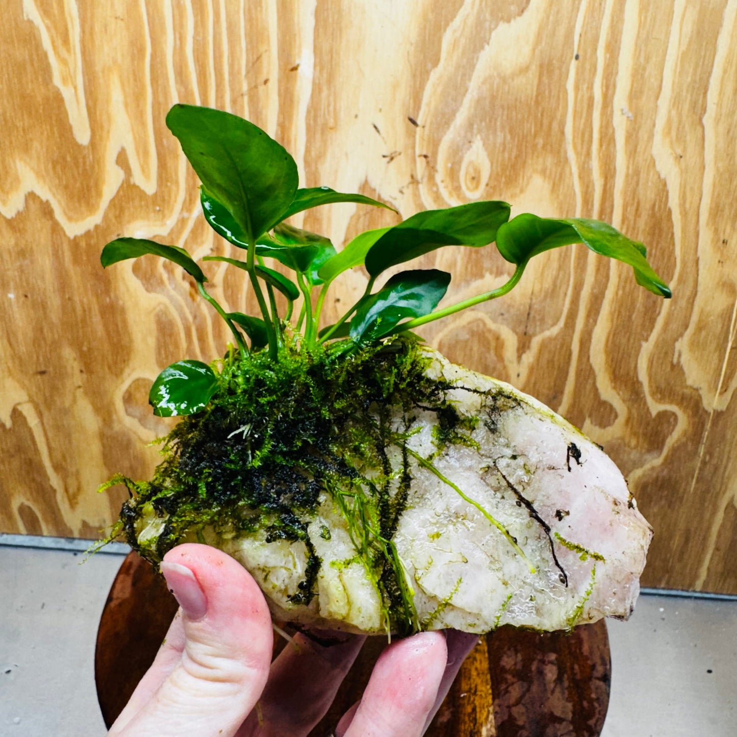 Pisces Enterprises One Only Rose Quartz Creation with Anubias Nana & Java Moss - Fontinalis - ONE ONLY Buy Aquarium Plants Rose Quartz Creation with Anubias OT Afzelli - ONE ONLY